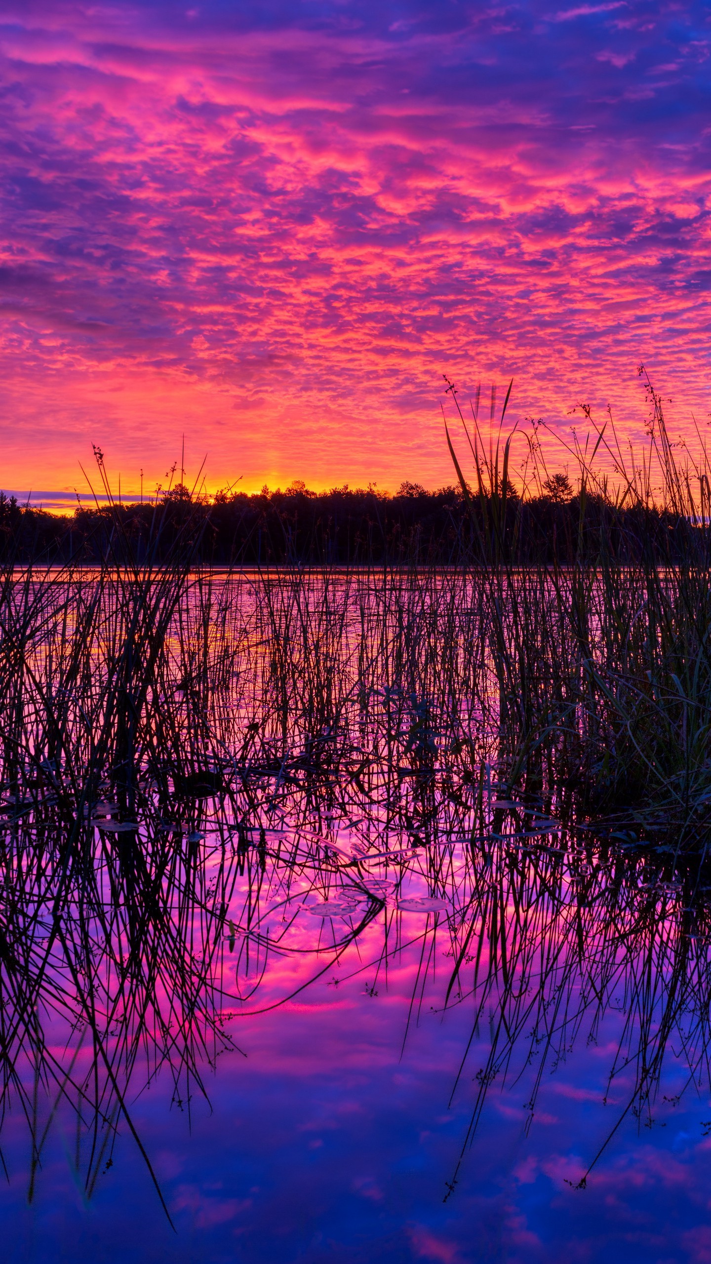 1440x2560  Обои на телефон озеро, тростник, закат, фиолетовый, сумерки - скачать  бесплатно в высоком качестве из категории \"Природа\"