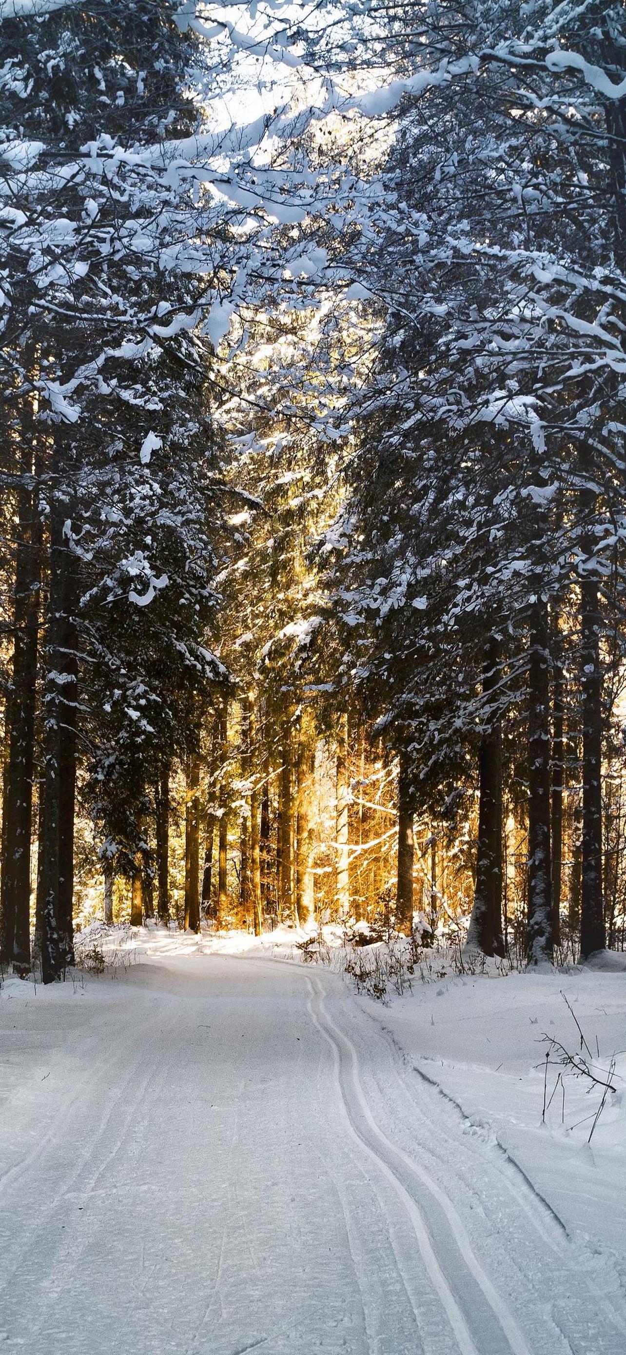 1284x2778  Зимние 4к обои на телефон [36+ изображений]