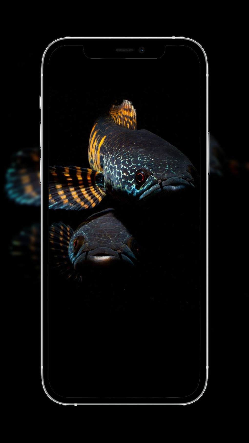 1020x1813  Channa Fish Wallpapers для Android — Скачать