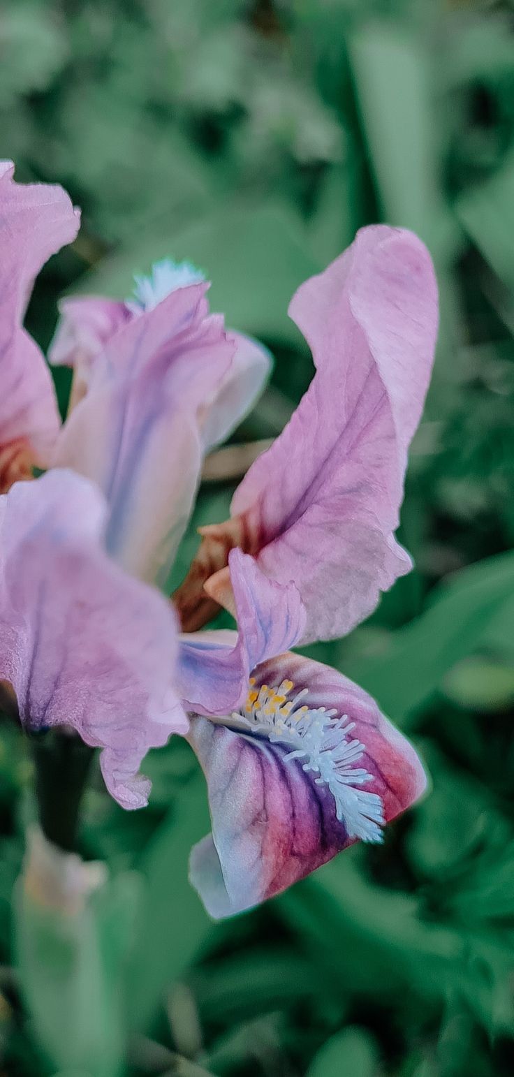 736x1542  Ирис/обои на телефон/ сторис инстаграм | Ирисы, Обои