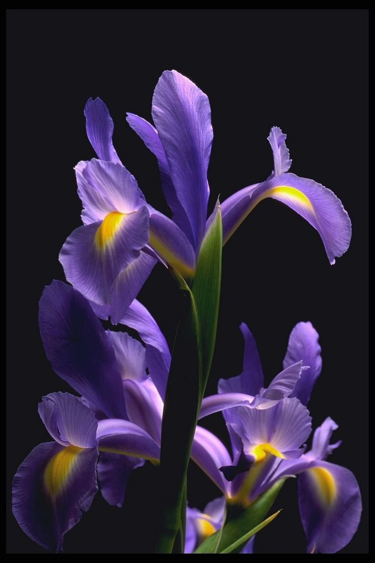 736x1104  Ирисы обои на телефон - фото и картинки: 57 штук