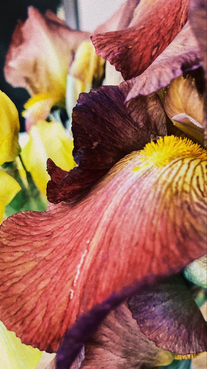 676x1200  Заставка на телефон. Ирис | Natural landmarks, Antelope canyon, Nature