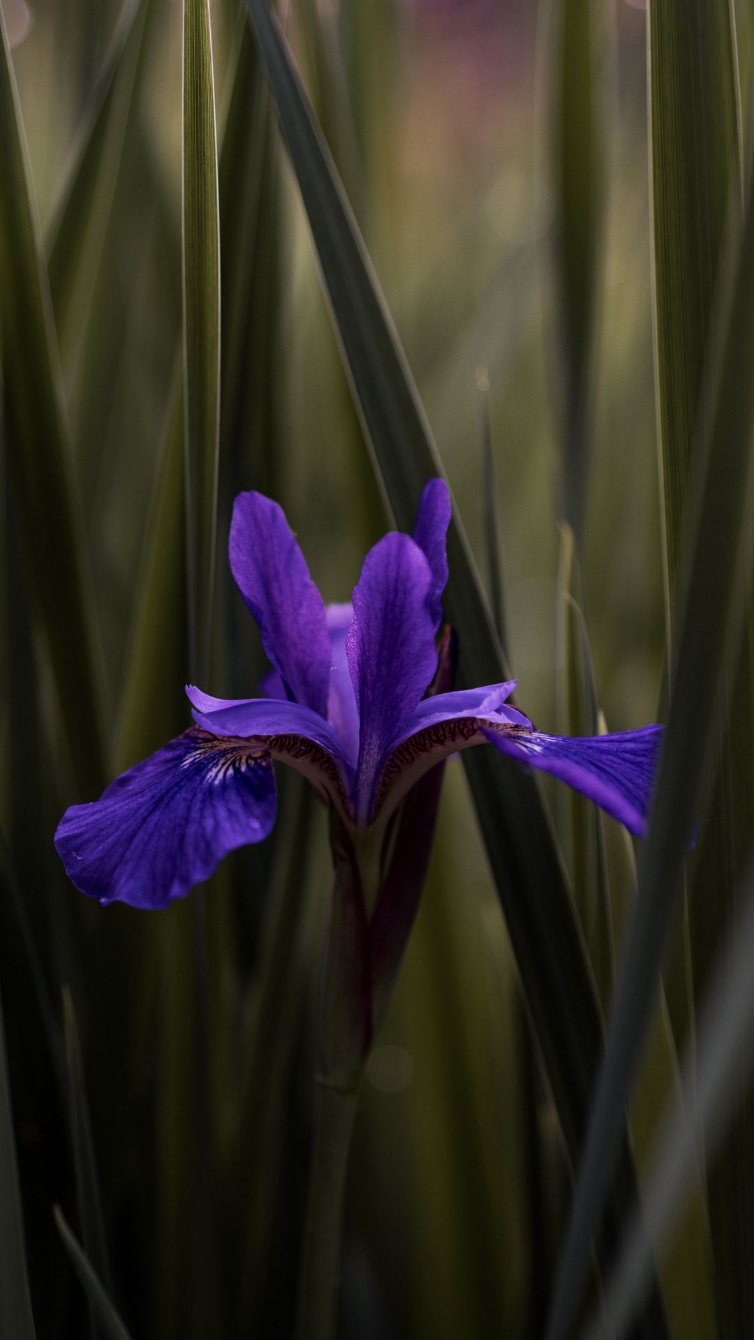 1080x1920  Скачать 1080x1920 ирис, цветок, фиолетовый, листья, размытость обои,  картинки samsung galaxy s4, s5, note, sony xperia z, z1, z2, z3, htc one,  lenovo vibe