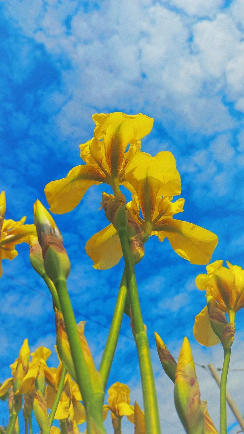 822x1462  Пин от пользователя Елизавета на доске обои на телефон в 2023 г | Ирисы,  Цветы, Обои