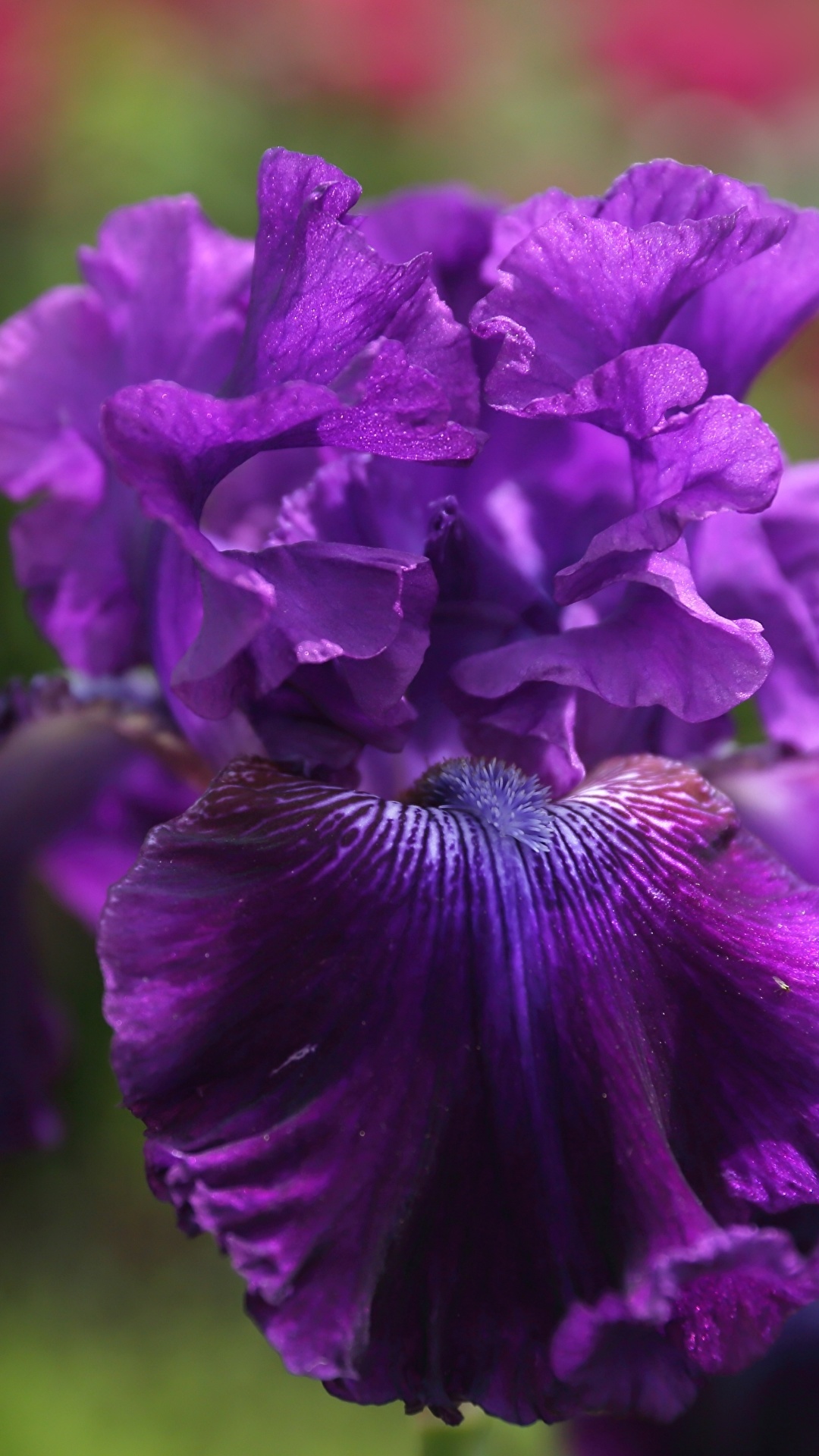 1080x1920  Картинки ирис Цветы вблизи 1080x1920