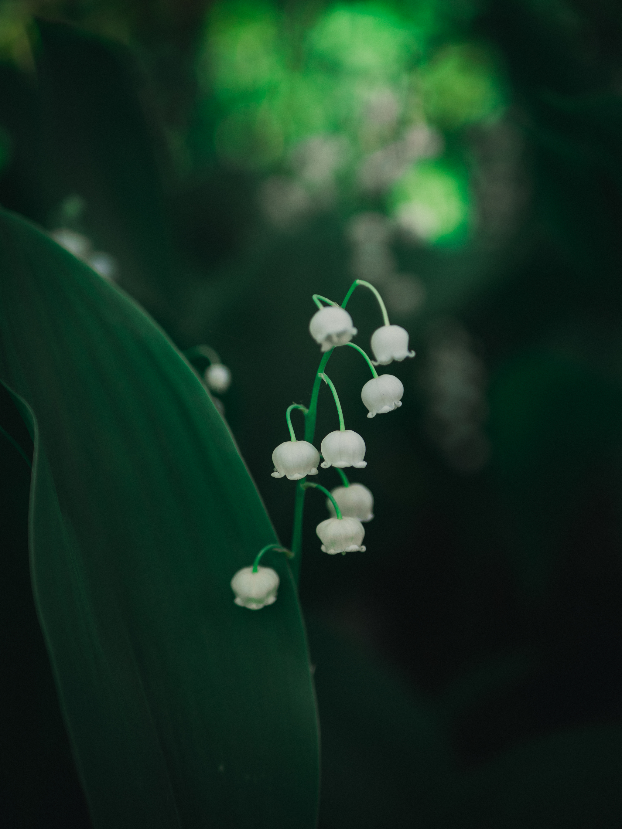 2048x2731  Ещё порция фото для обоев на телефон | Пикабу