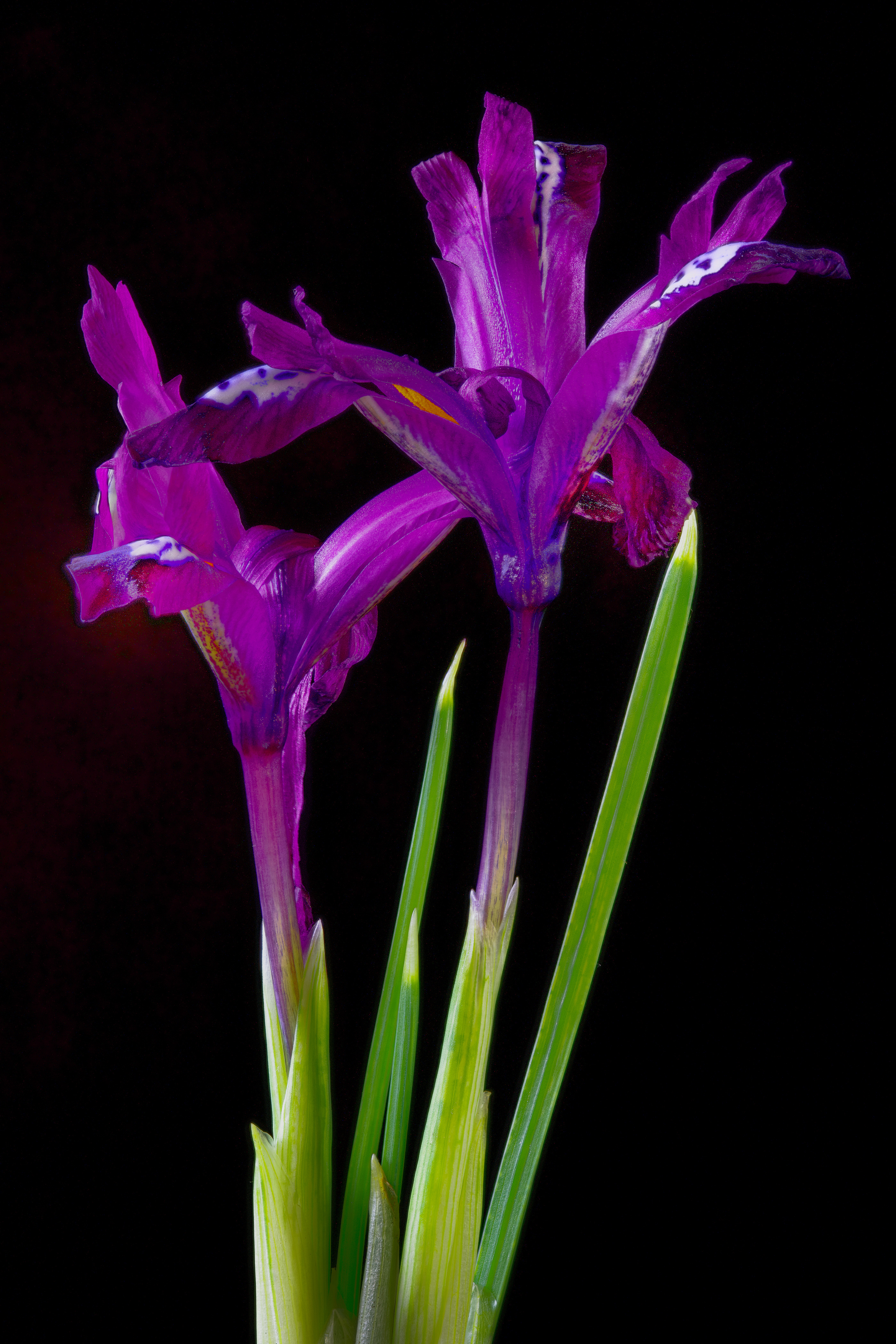 2800x4200  Фотография Двое фиолетовые Ирисы цветок вблизи Черный фон 2800x4200