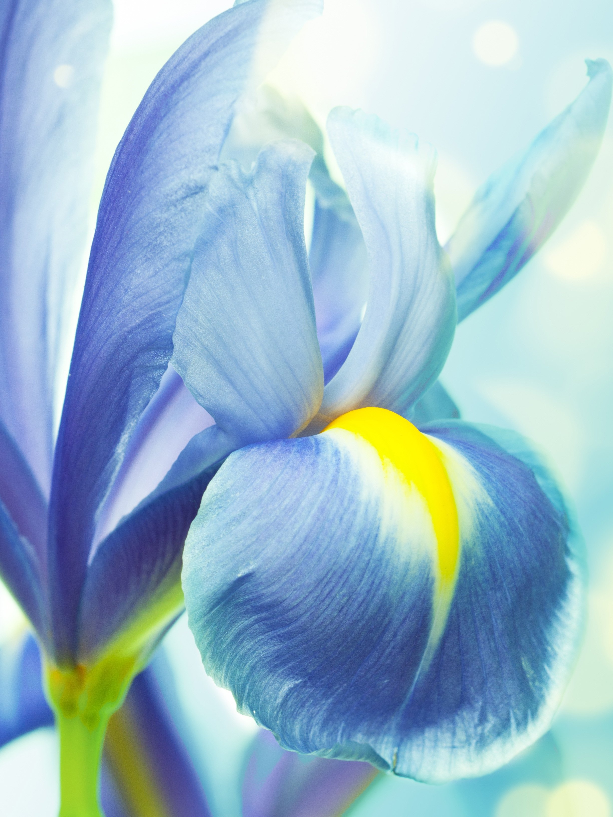 2449x3265  Ирисы обои на телефон - фото и картинки: 57 штук