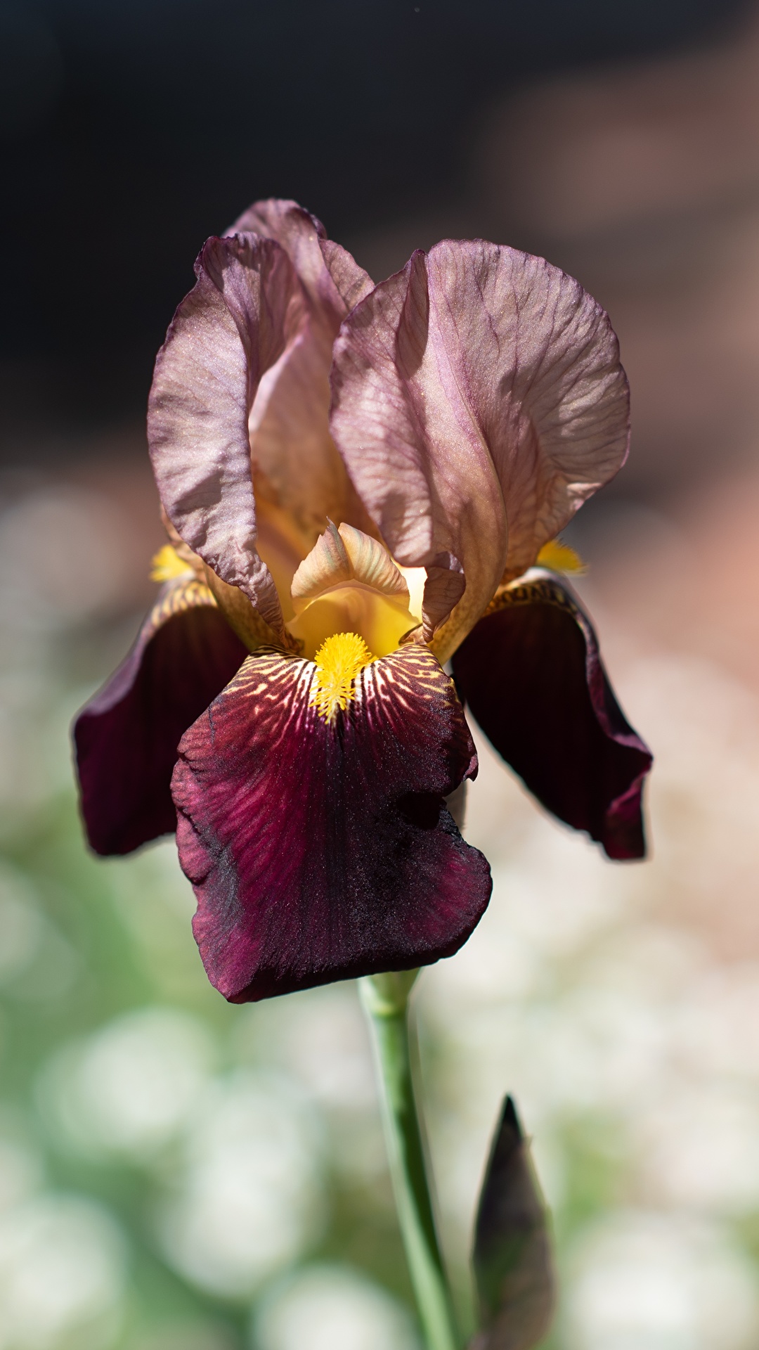 1080x1920  Обои для рабочего стола Размытый фон ирис Цветы вблизи 1080x1920