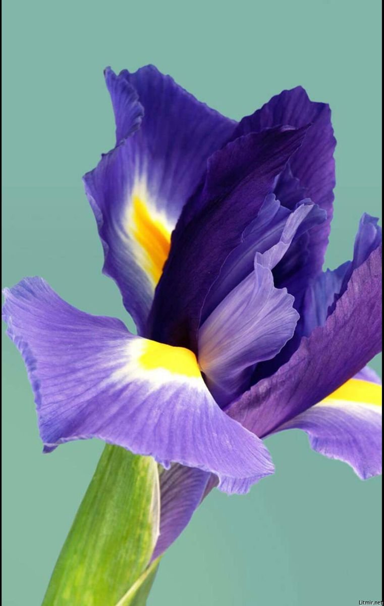 761x1200  Ирисы обои на телефон - фото и картинки: 57 штук