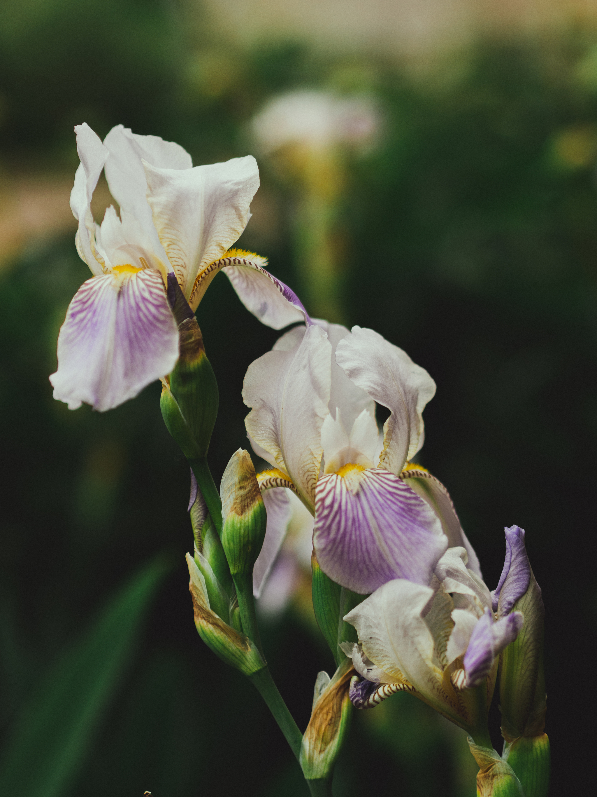 2048x2731  Скачать 938x1668 нарциссы, мускари, цветы, клумба, зелень, весна обои,  картинки iphone 8/7/6s/6 for parallax