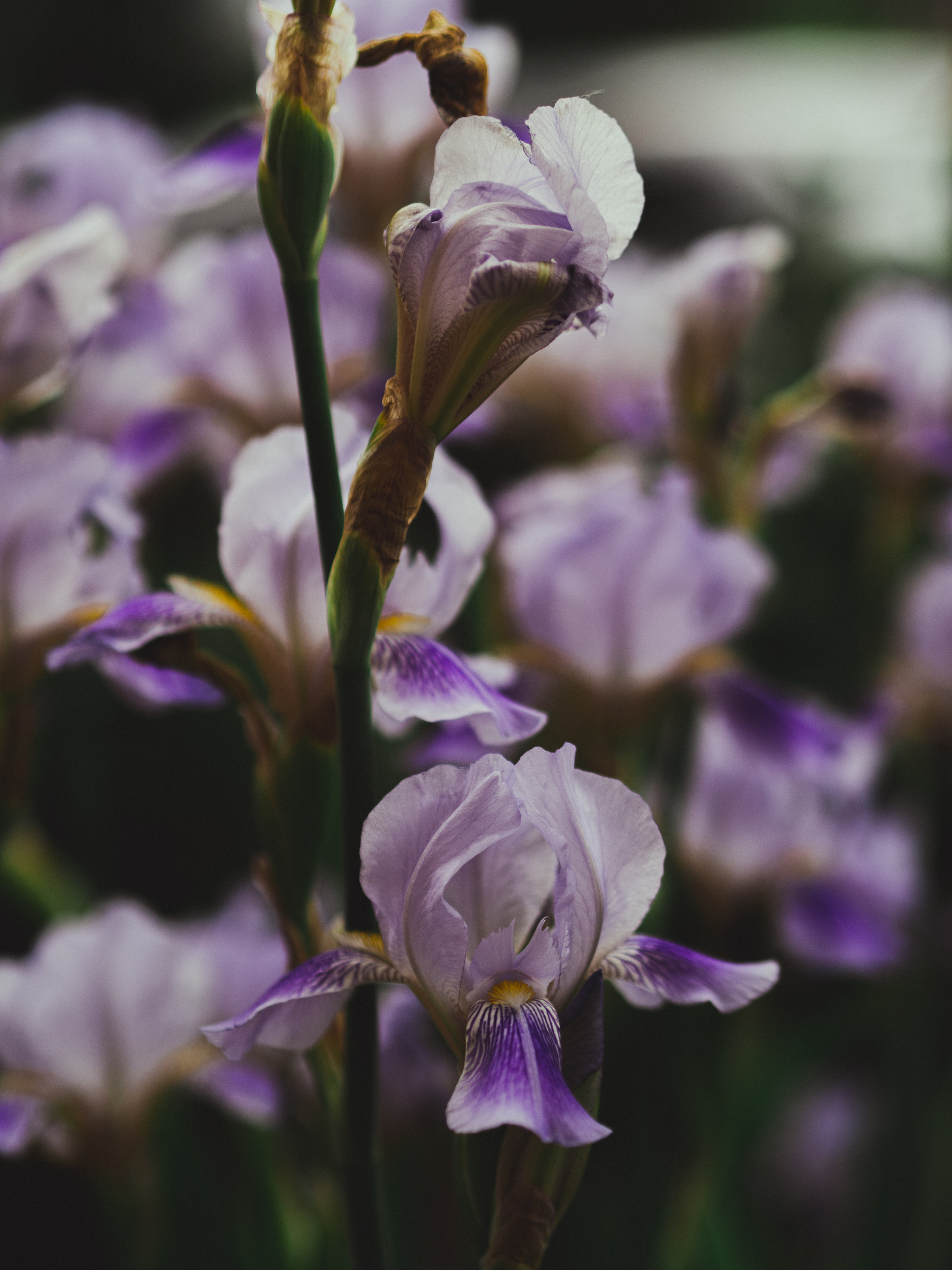 2048x2731  Обои для рабочего стола Букеты Розы Орхидеи белокрыльник ирис Цветы