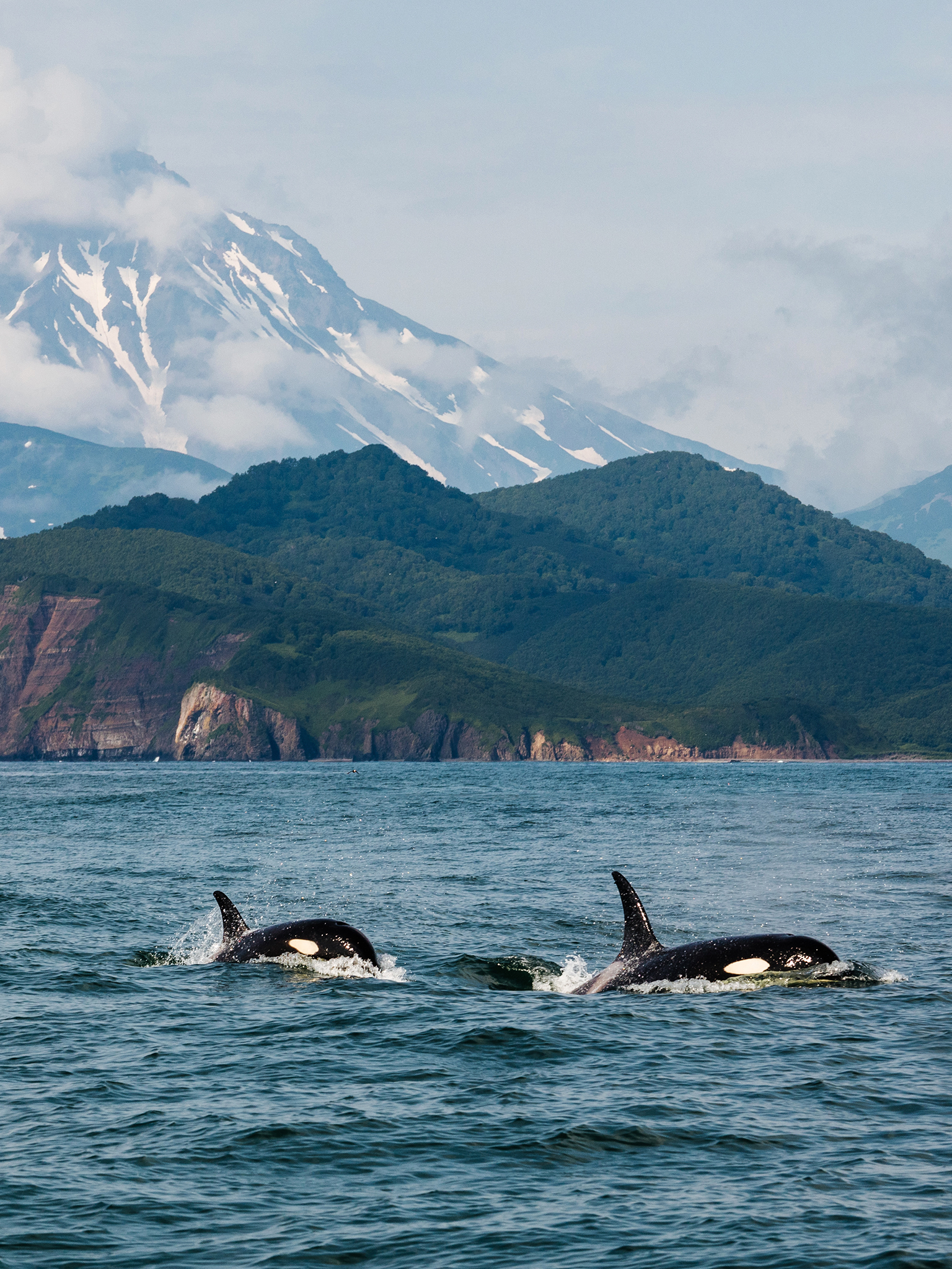 1536x2048  Камчатка обои на телефон - 63 фото