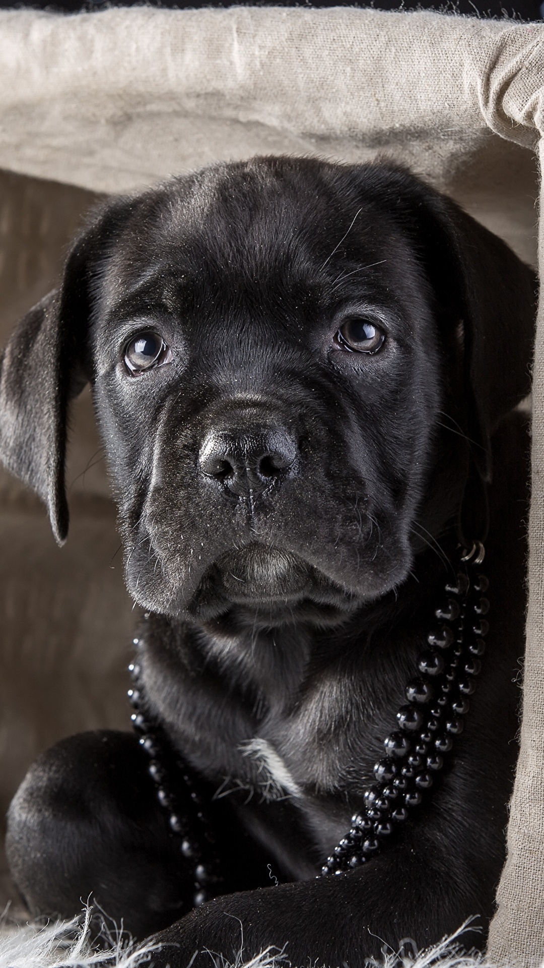 1080x1920  Desktop Hintergrundbilder Cane Corso Italiano Hunde 1080x1920