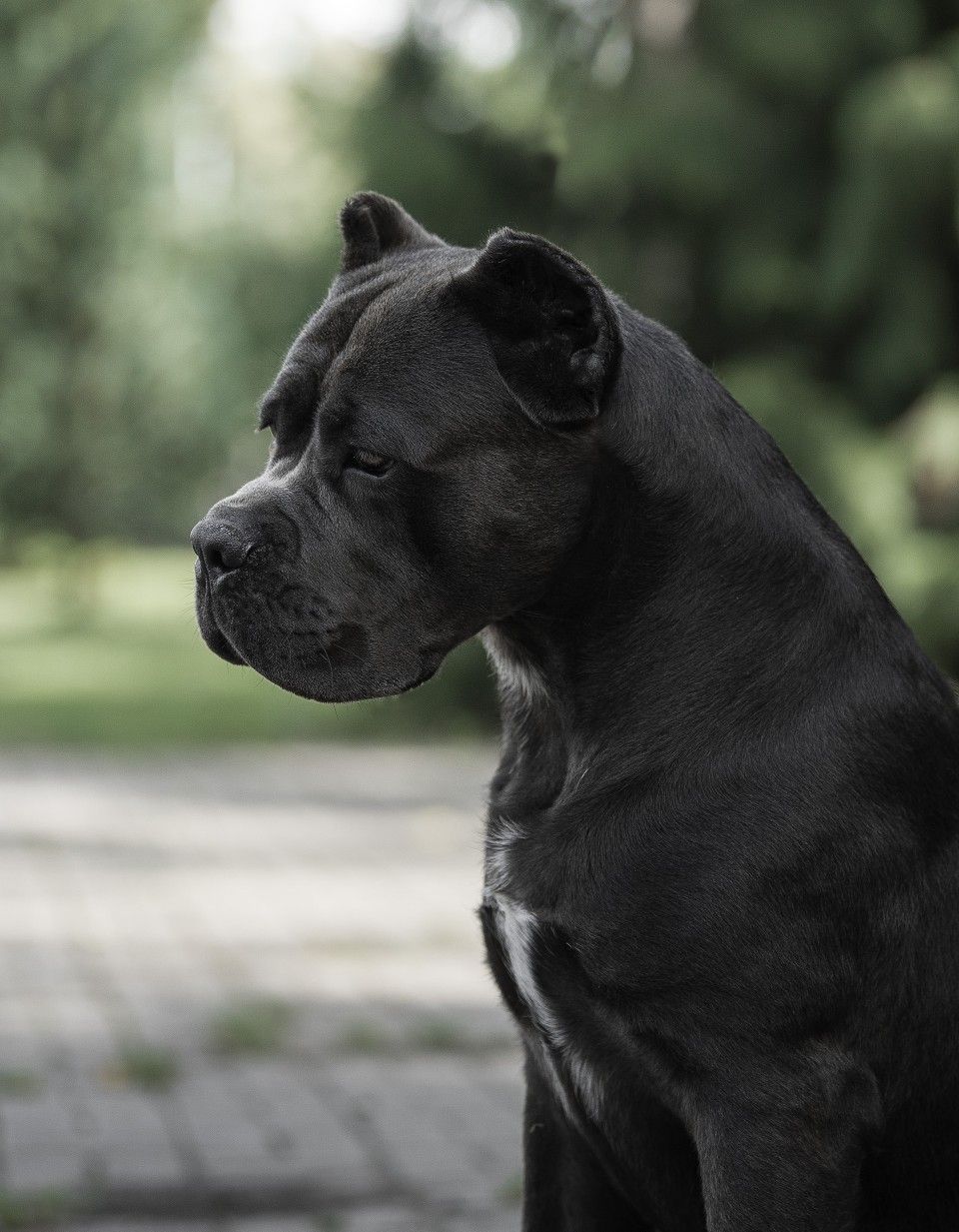 960x1233  Кане Корсо cane corso | Кане корсо, Фотографии собак, Большие собаки