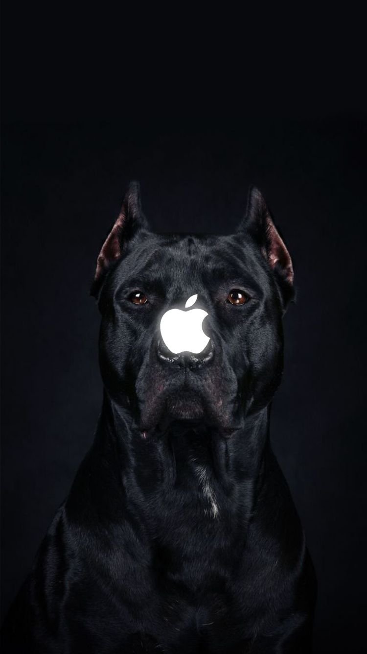 750x1335  Кане корсо обои на телефон - 41 фото