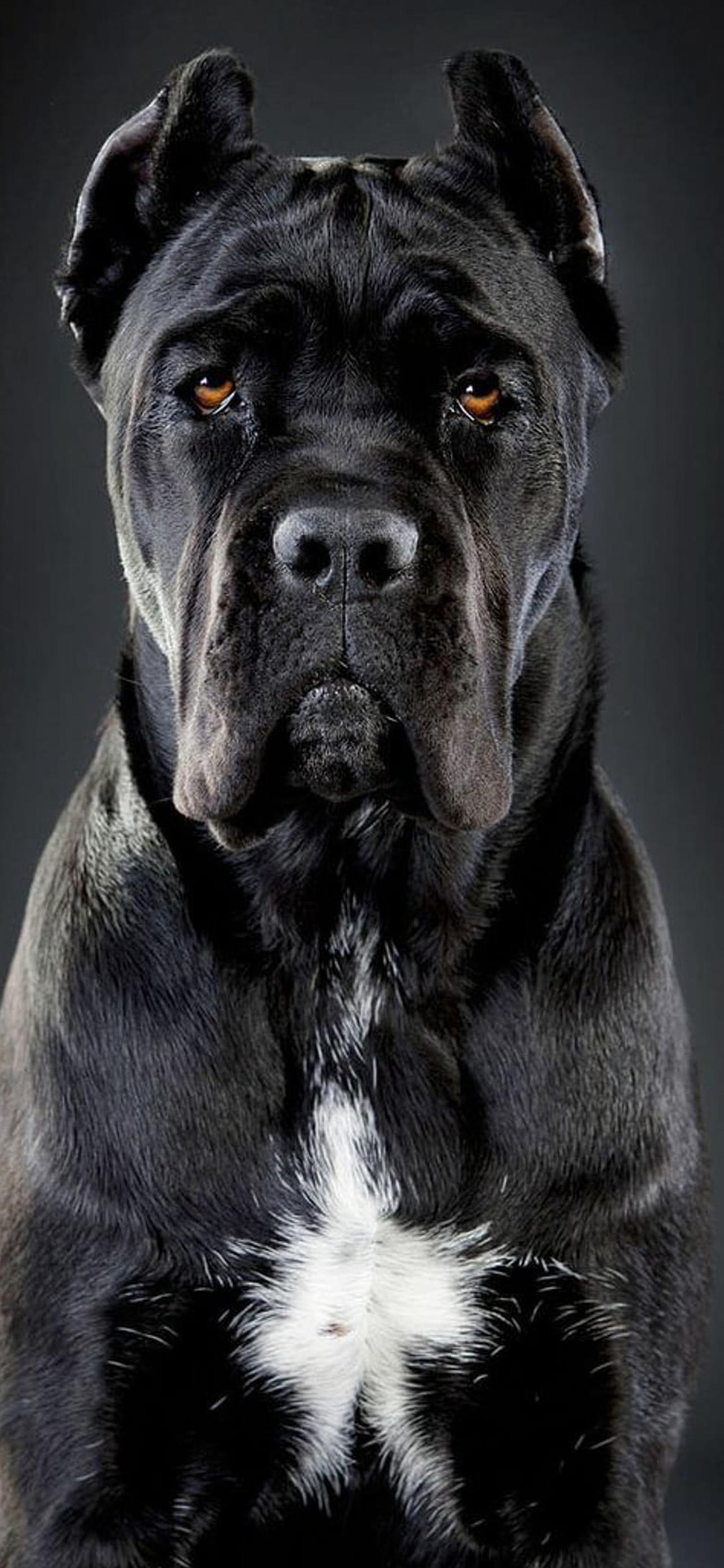 1284x2778  Кане корсо обои на телефон [29+ изображений]