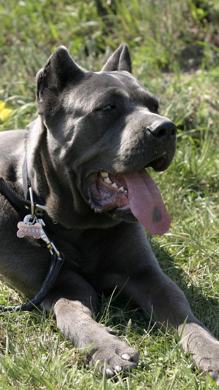 720x1280  Скачать 720x1280 кане корсо, собака, лежать, отдых, трава, цветы, поводок  обои, картинки samsung galaxy mini s3, s5, neo, alpha, sony xperia compact  z1, z2, z3, asus zenfone