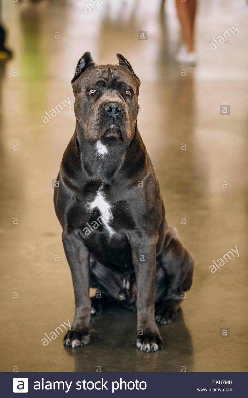 866x1390  Скачать Dog Phone Wallpaper Cute APK для Android