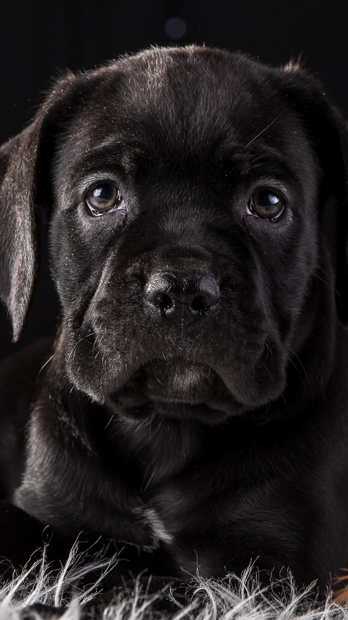 1200x2134  Бойцовская собака кане корсо - 72 фото