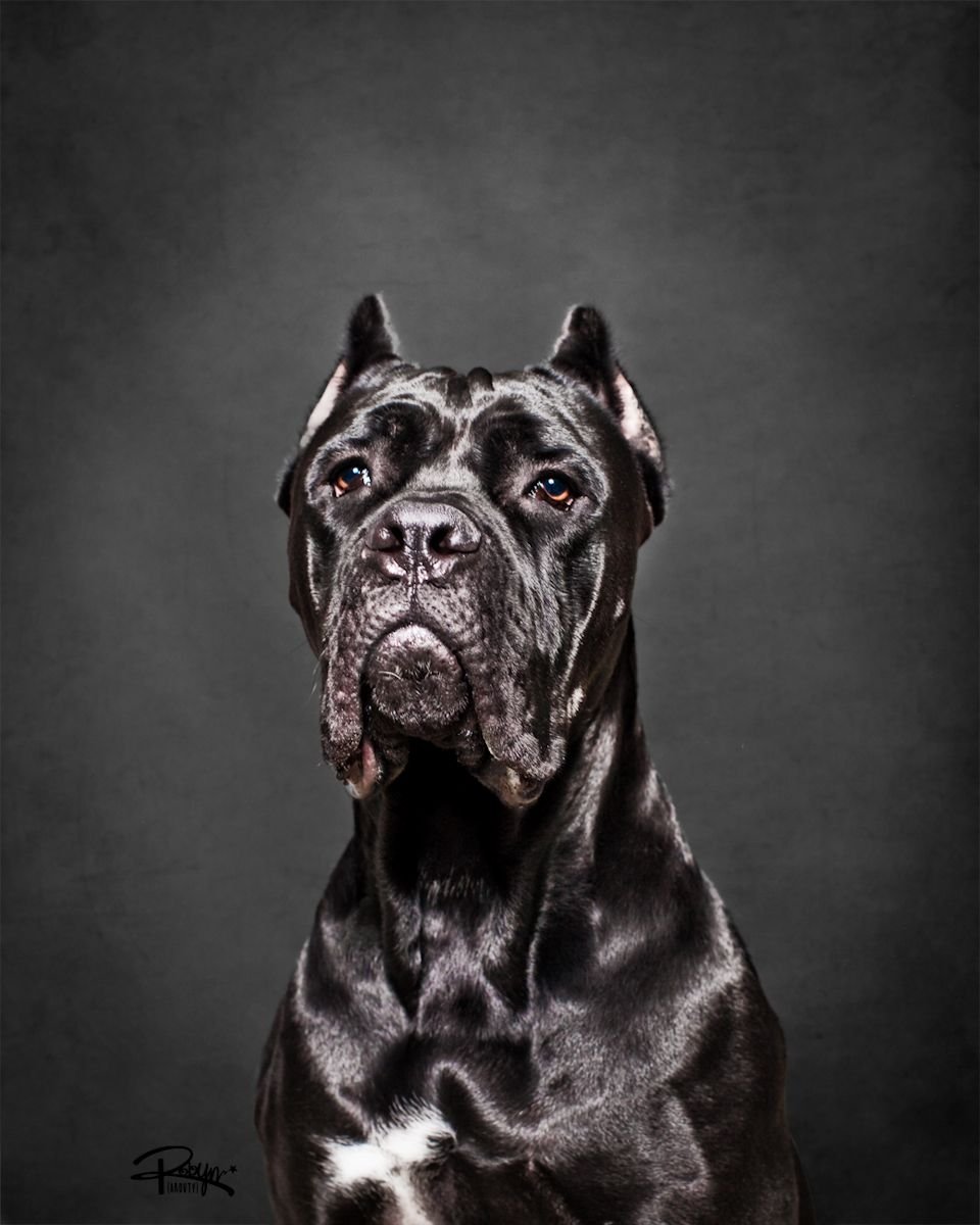 960x1200  Картинка Щенок Кане корсо Собаки Жемчуг Лапы животное 1080x1920