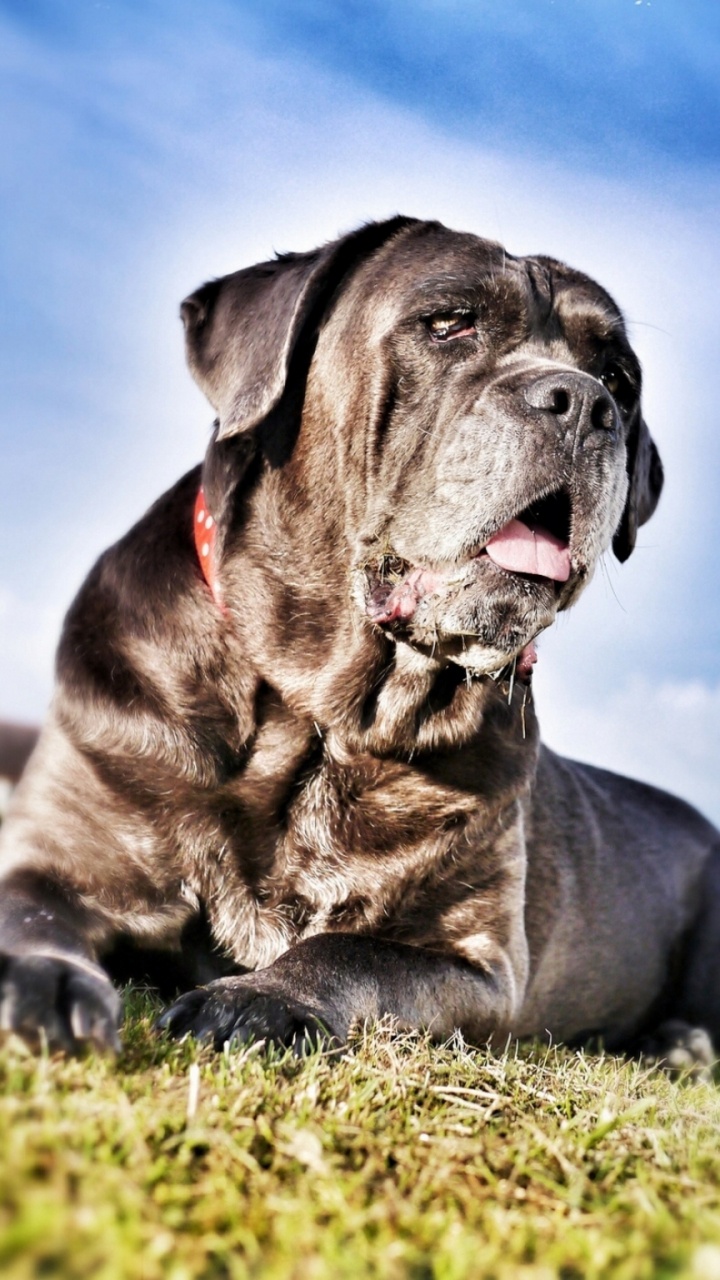 720x1280  Кане Корсо злой - 55 фото: смотреть онлайн