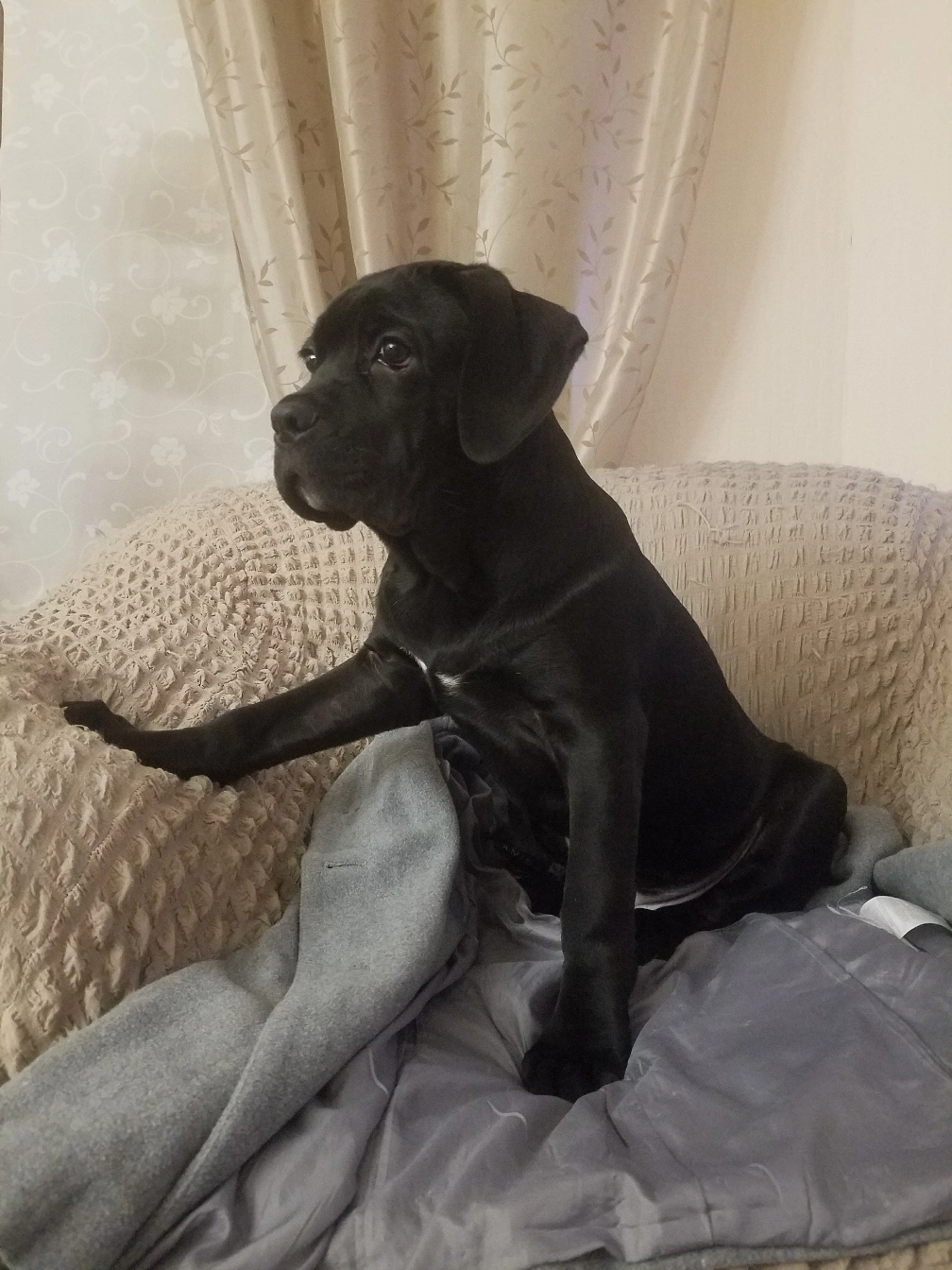 1008x1344  Кане Корсо обои на телефон (18 фото)