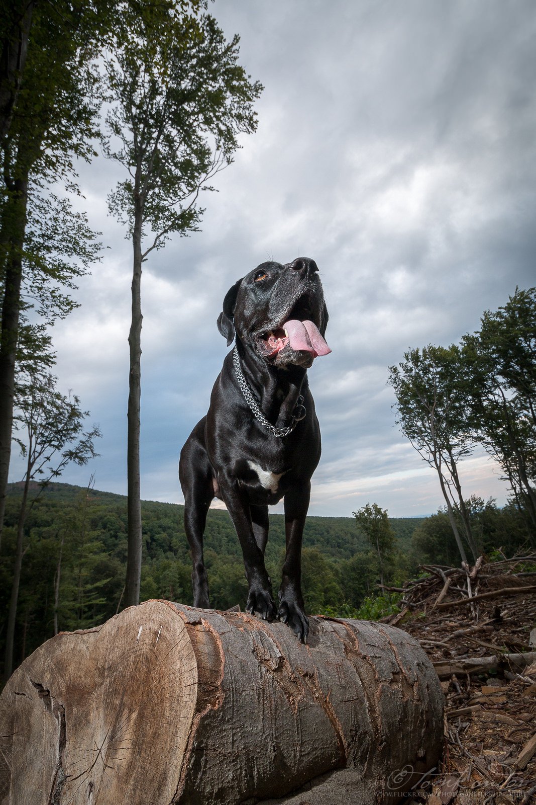 1067x1600  Рисунок собаки кане корсо - 56 фото