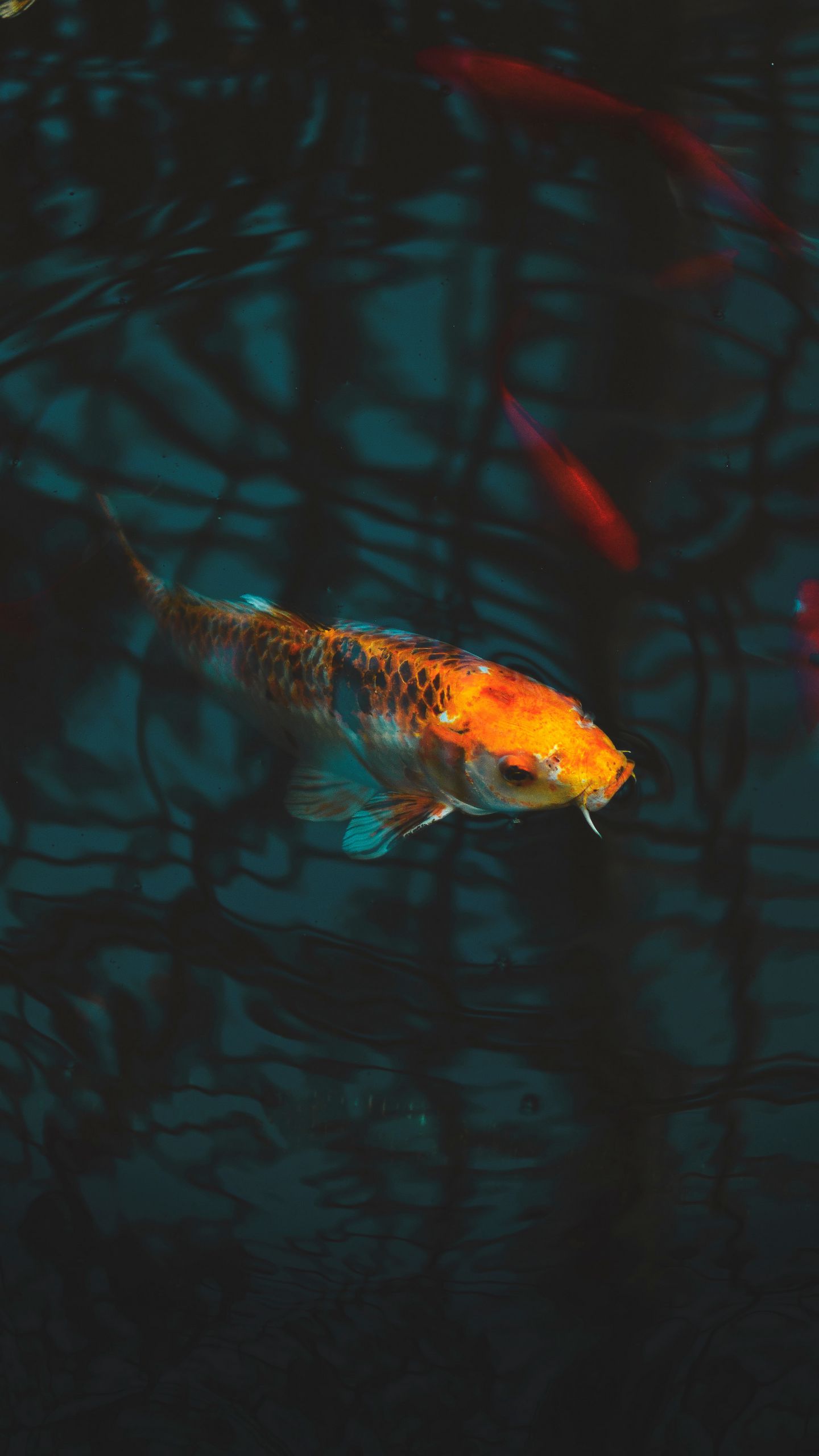 1440x2560  Скачать 1440x2560 рыба, карп, карп кои, аквариум обои, картинки qhd samsung  galaxy s6, s7, edge, note, lg g4