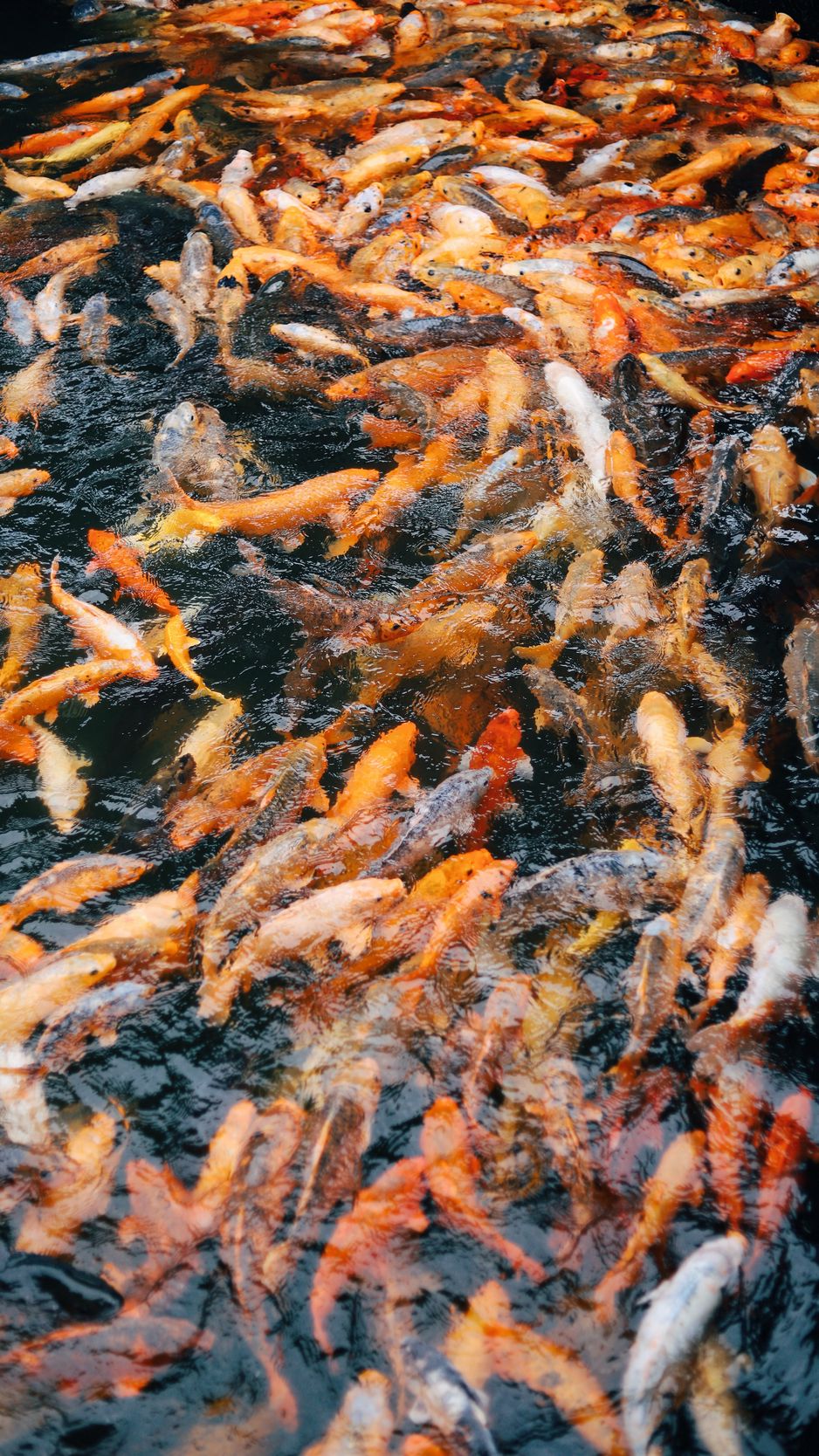 938x1668  Скачать 938x1668 китайский карп, карп, рыба, вода обои, картинки iphone  8/7/6s/6 for parallax