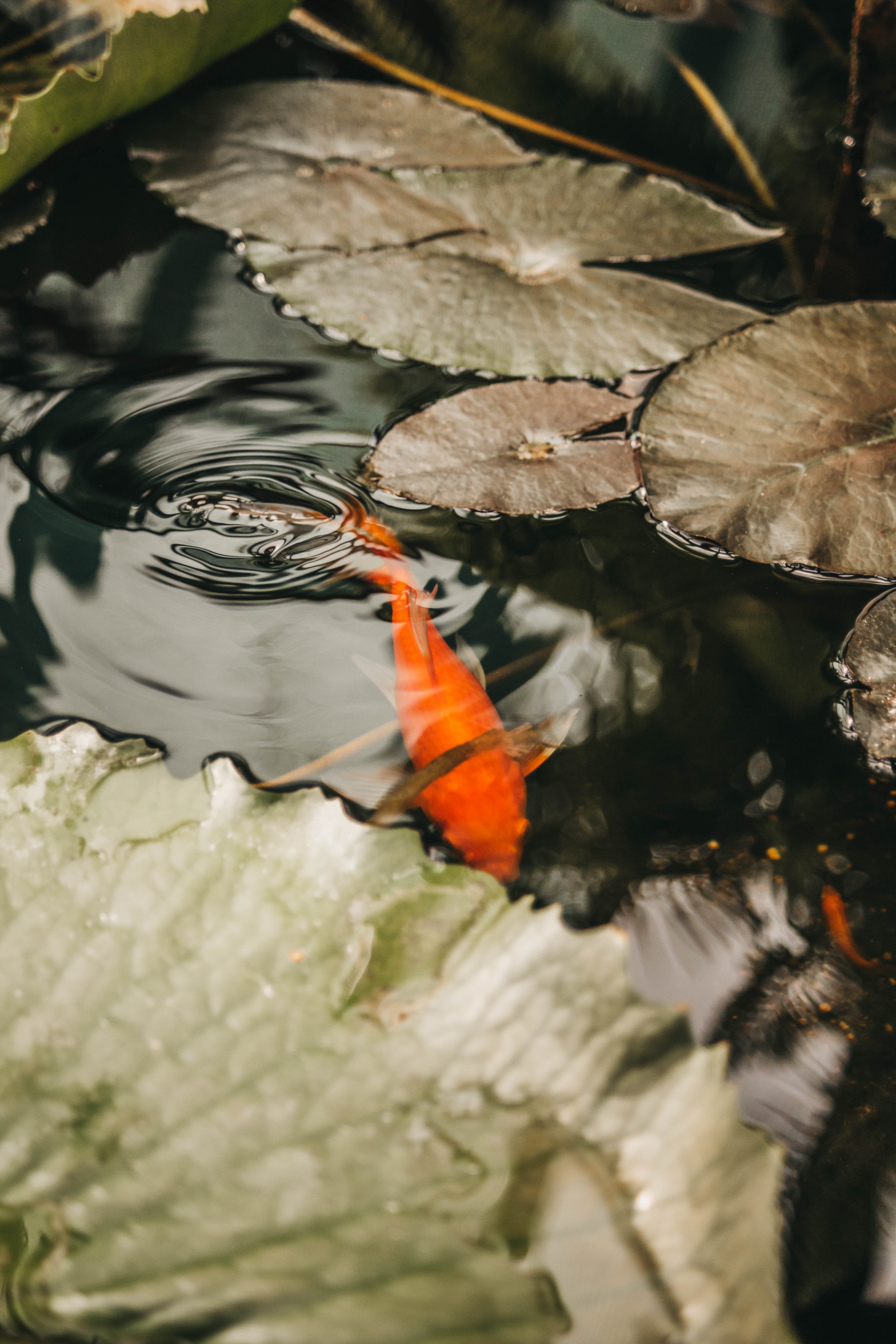 3648x5472  Скачать обои \"Кои\" на телефон в высоком качестве, вертикальные картинки \"Кои\"  бесплатно