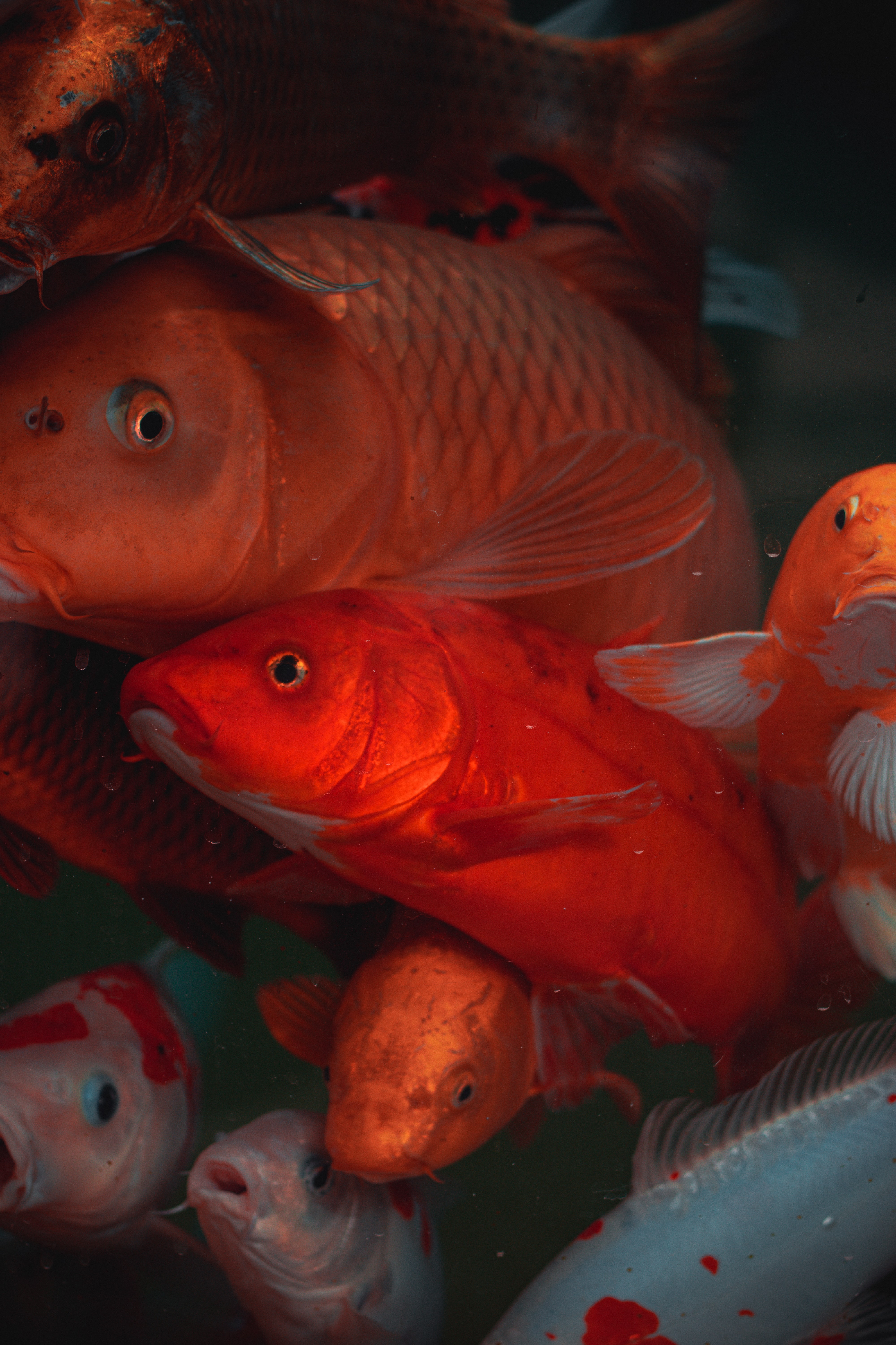 4000x6000  Скачать обои \"Карп\" на телефон в высоком качестве, вертикальные картинки \" Карп\" бесплатно