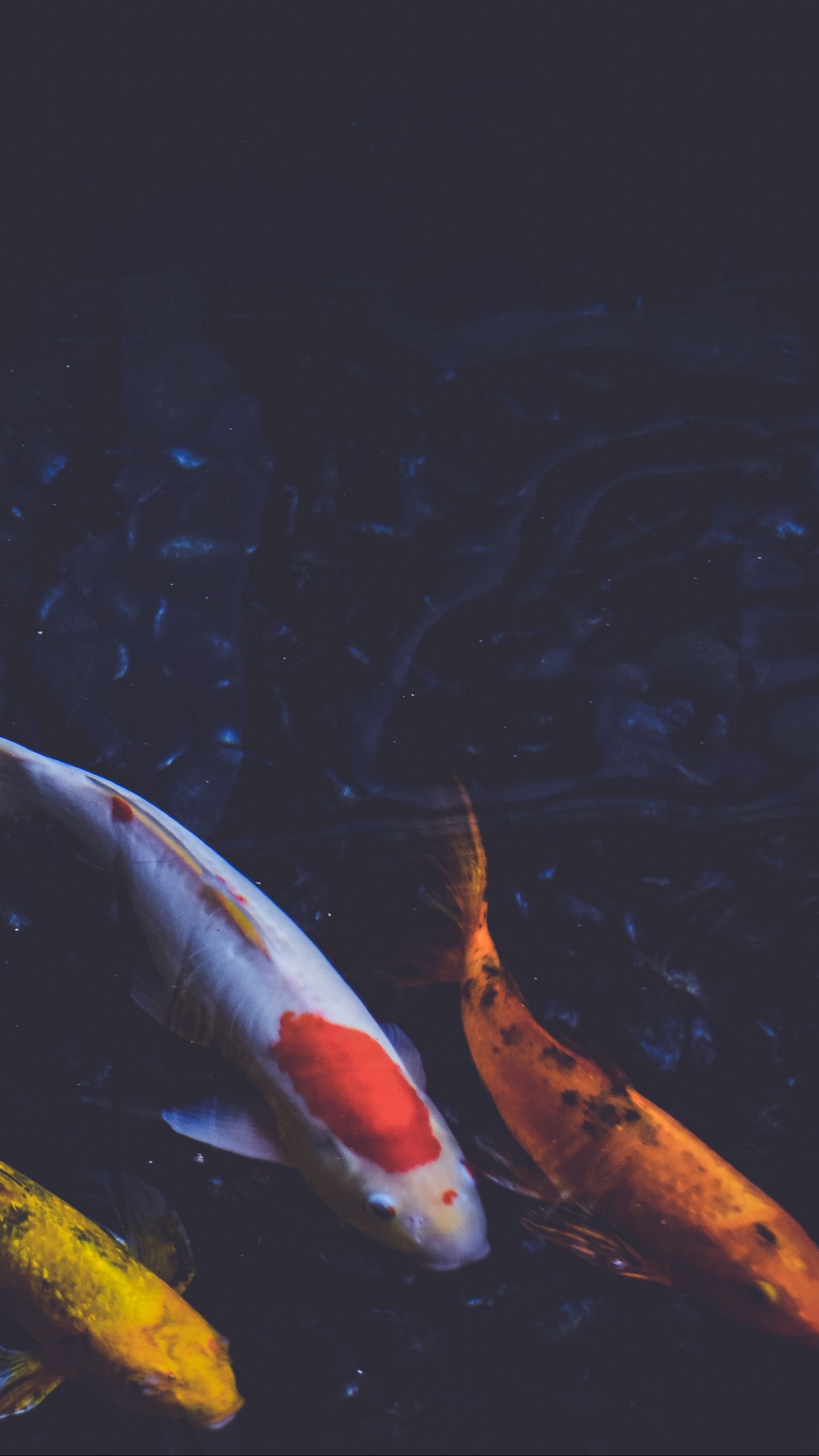 1440x2560  Скачать 1440x2560 рыбы, подводный мир, плавать обои, картинки qhd samsung  galaxy s6, s7, edge, note, lg g4