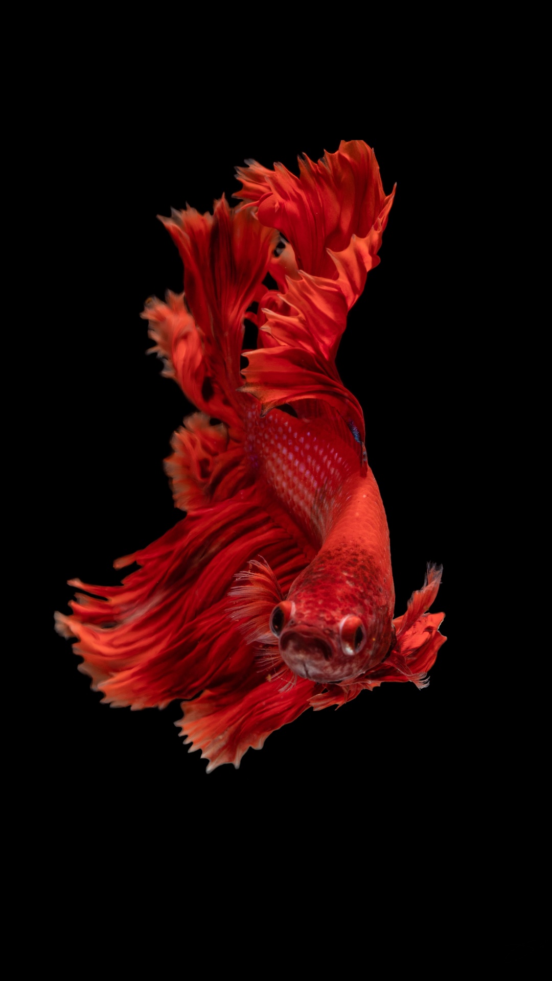 1080x1920  1080x1920 Koi Wallpapers for Android Mobile Smartphone [Full HD]
