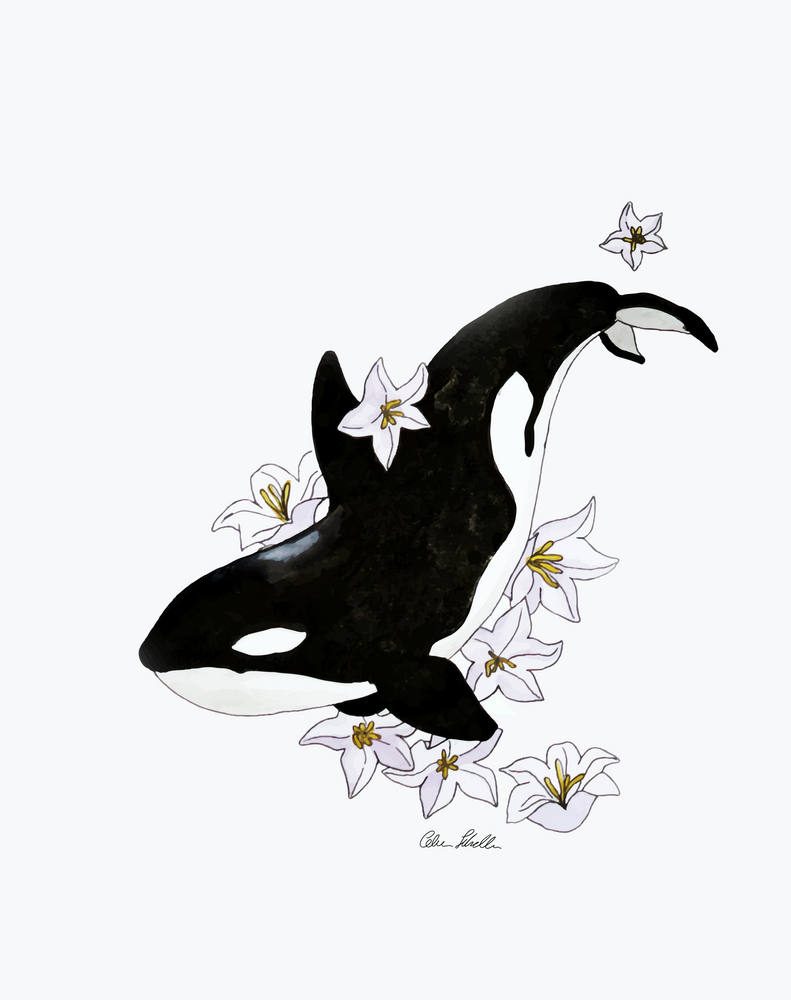 791x1000  Касатка картинки - 64 фото