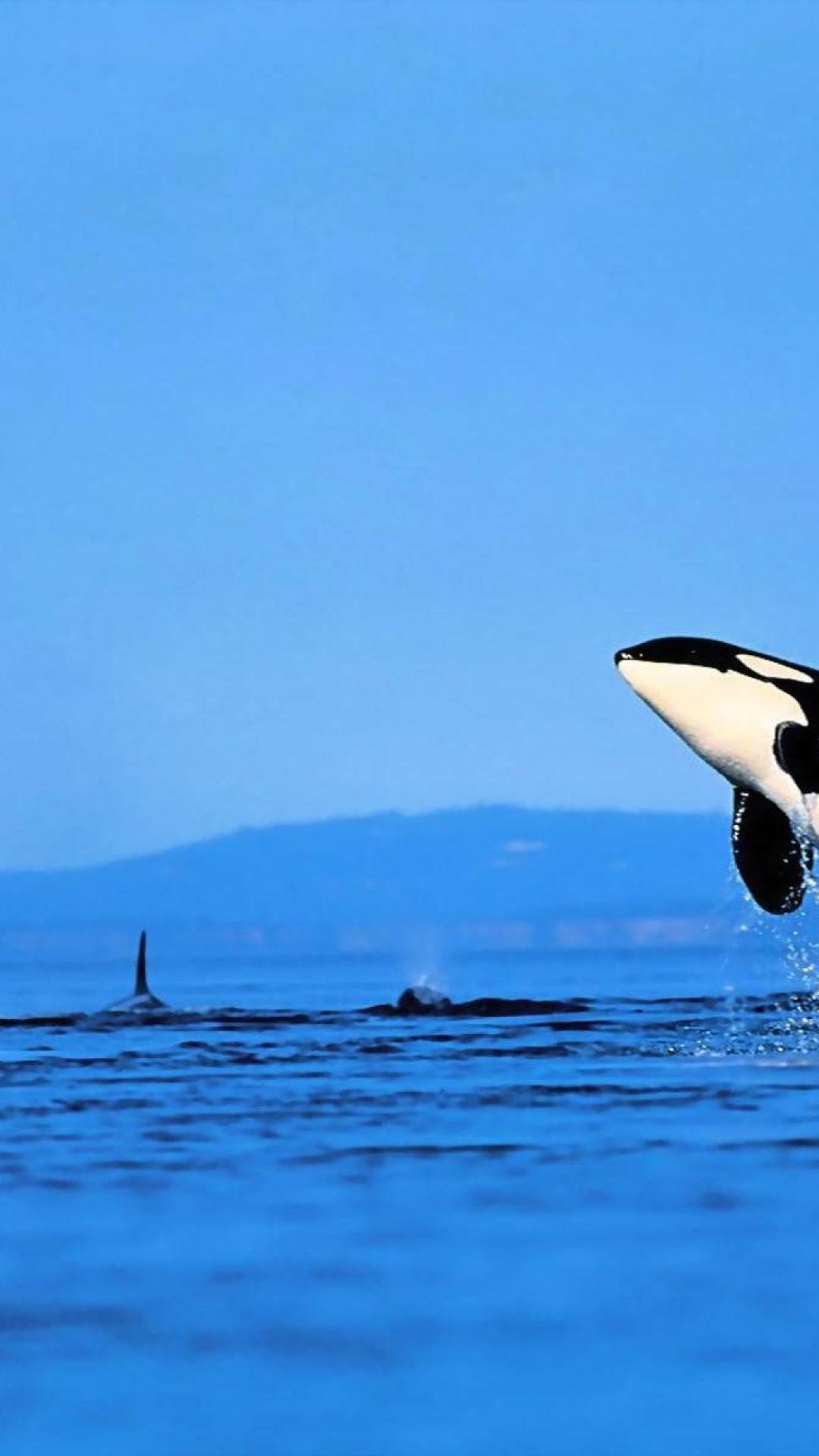 1080x1920  Обои касатка, касатки, океан, раздел Подводный мир, размер 2880x1800 Wide  Retina - скачать бесплатно картинку на рабочий стол и телефон