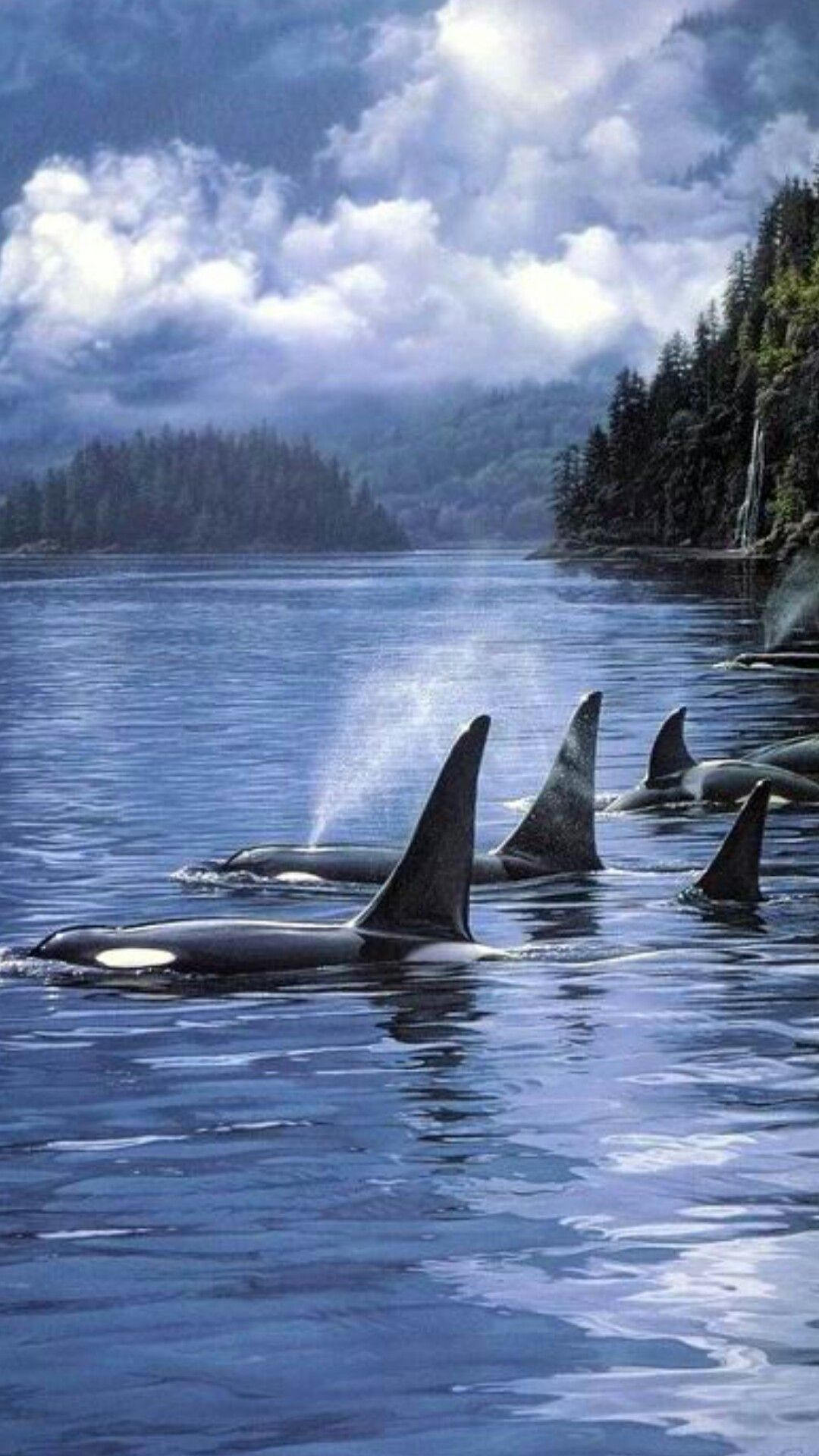 1080x1920  Orca обои на телефон (21 фото)