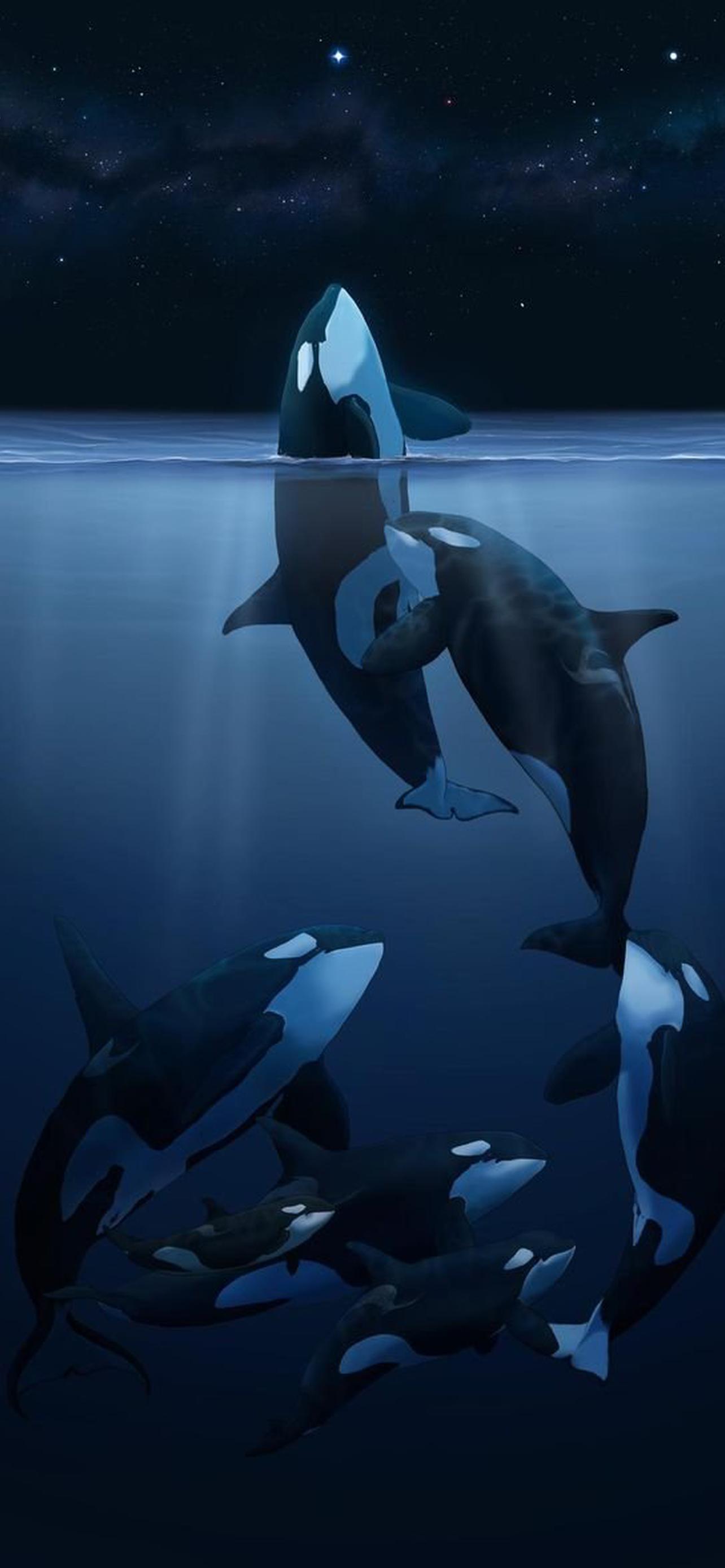 1284x2778  Касатка обои на телефон [26+ изображений]