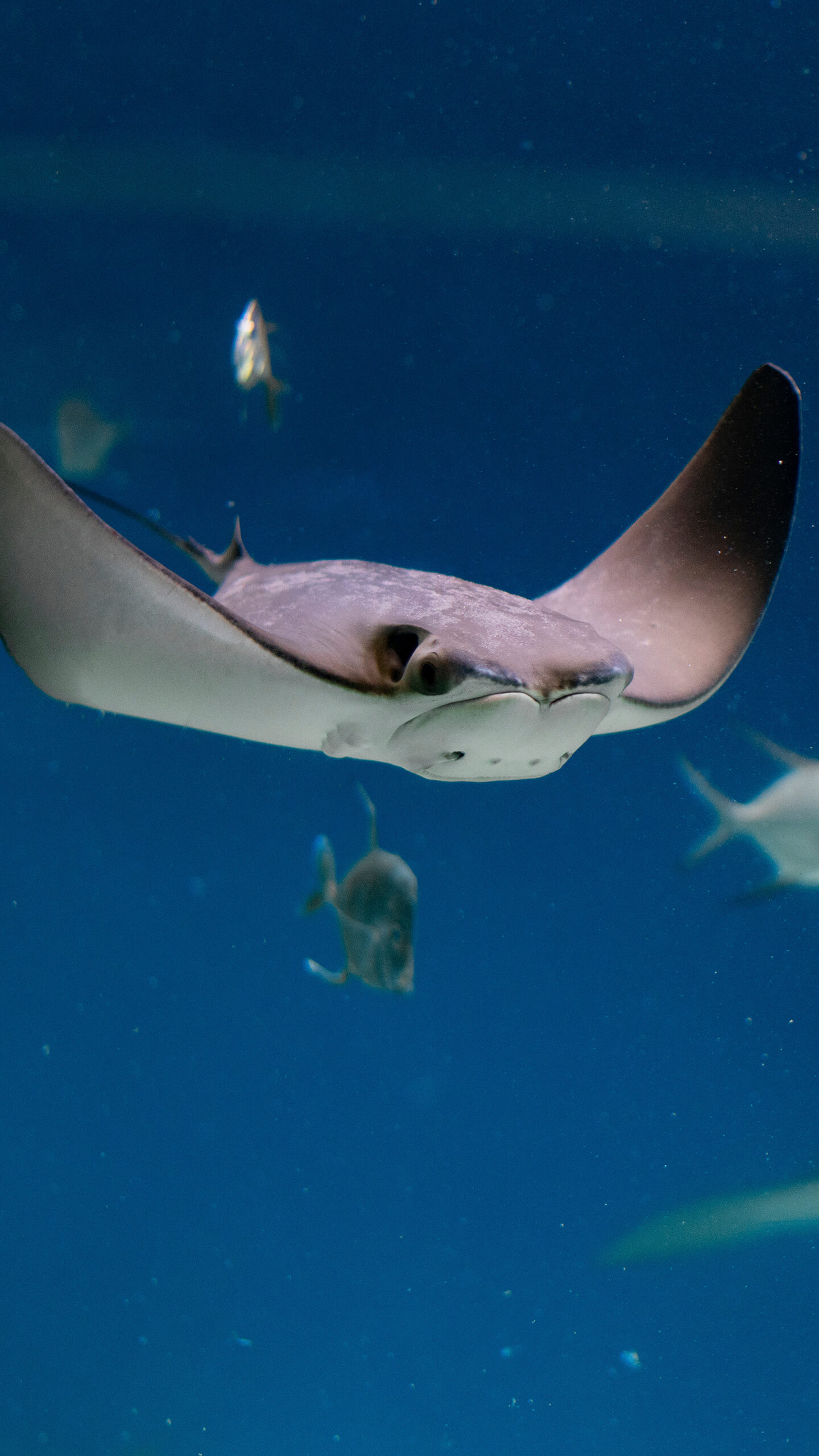 1440x2560  Путешествие на Сахалин и Курилы (Кунашир, Итуруп) - TRAVEL123