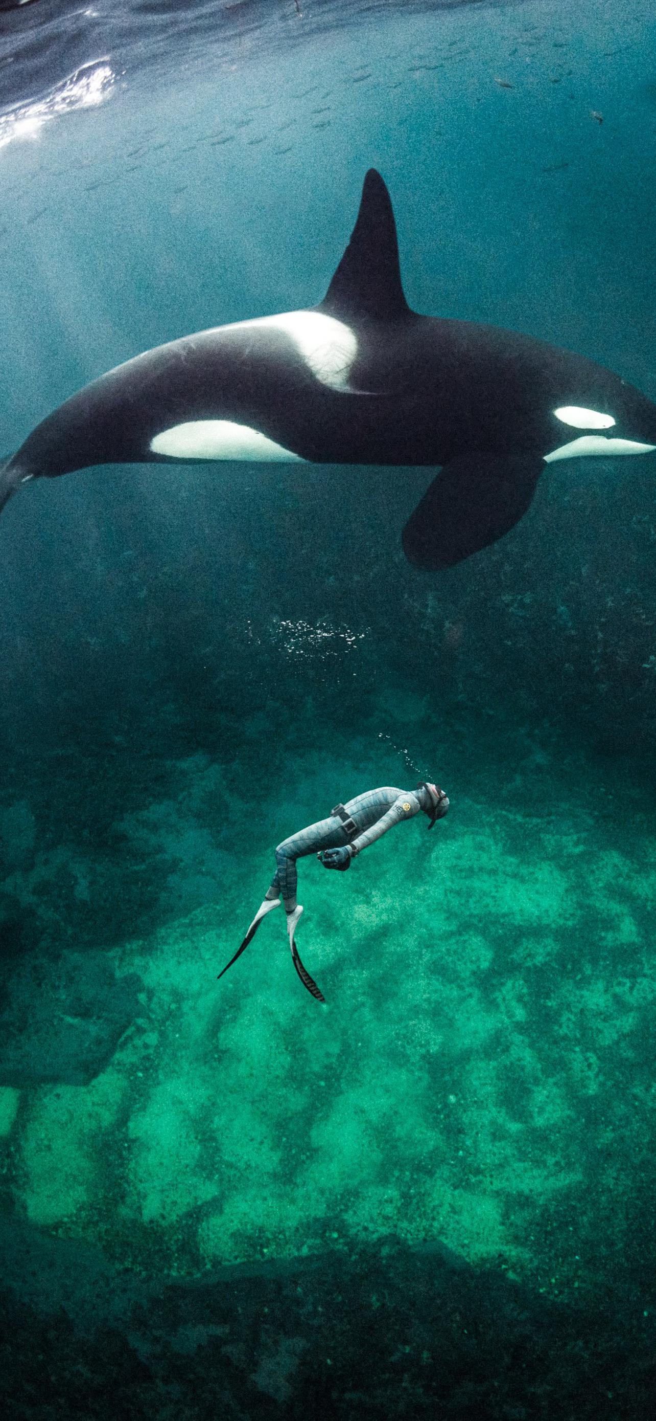 1284x2778  Чехол на Sony Xperia XA1 Plus / Сони Иксперия ХА1 Плюс Sony 10131224 купить  за 304 ₽ в интернет-магазине Wildberries