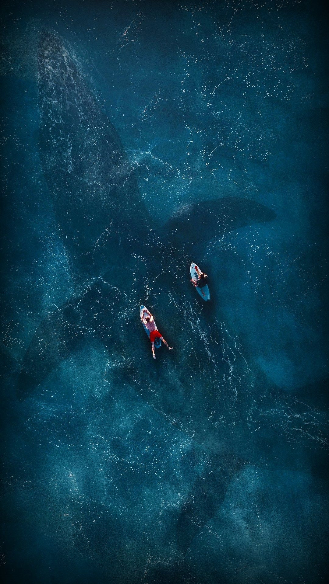 1080x1920  Кит обои на телефон - 52 фото