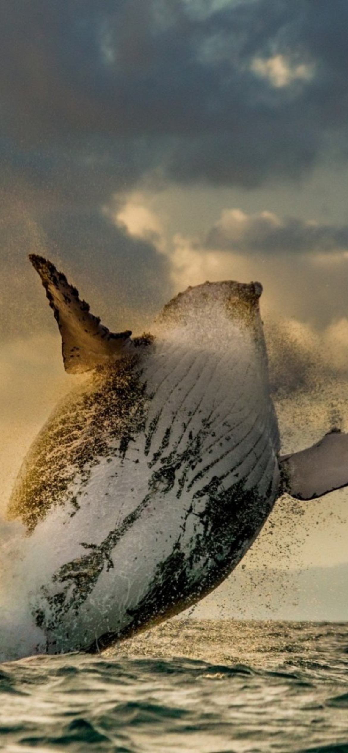 1170x2532  Обои для мобильного телефона серии Кит изображение_Фото номер 400280975_JPG  Формат изображения_ru.lovepik.com