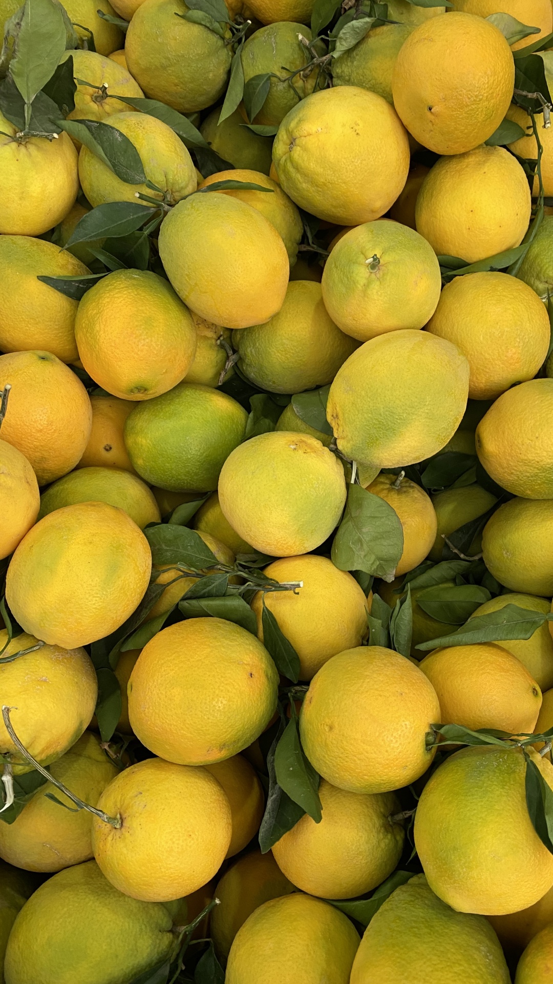 1080x1920  Обои природные продукты, Клементина, персидский лайм, грейпфрут, лайм на  телефон Android, 1080x1920 картинки и фото бесплатно