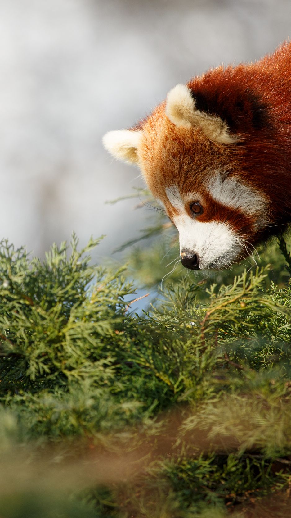 938x1668  Скачать 938x1668 красная панда, милый, панда, профиль обои, картинки iphone  8/7/6s/6 for parallax