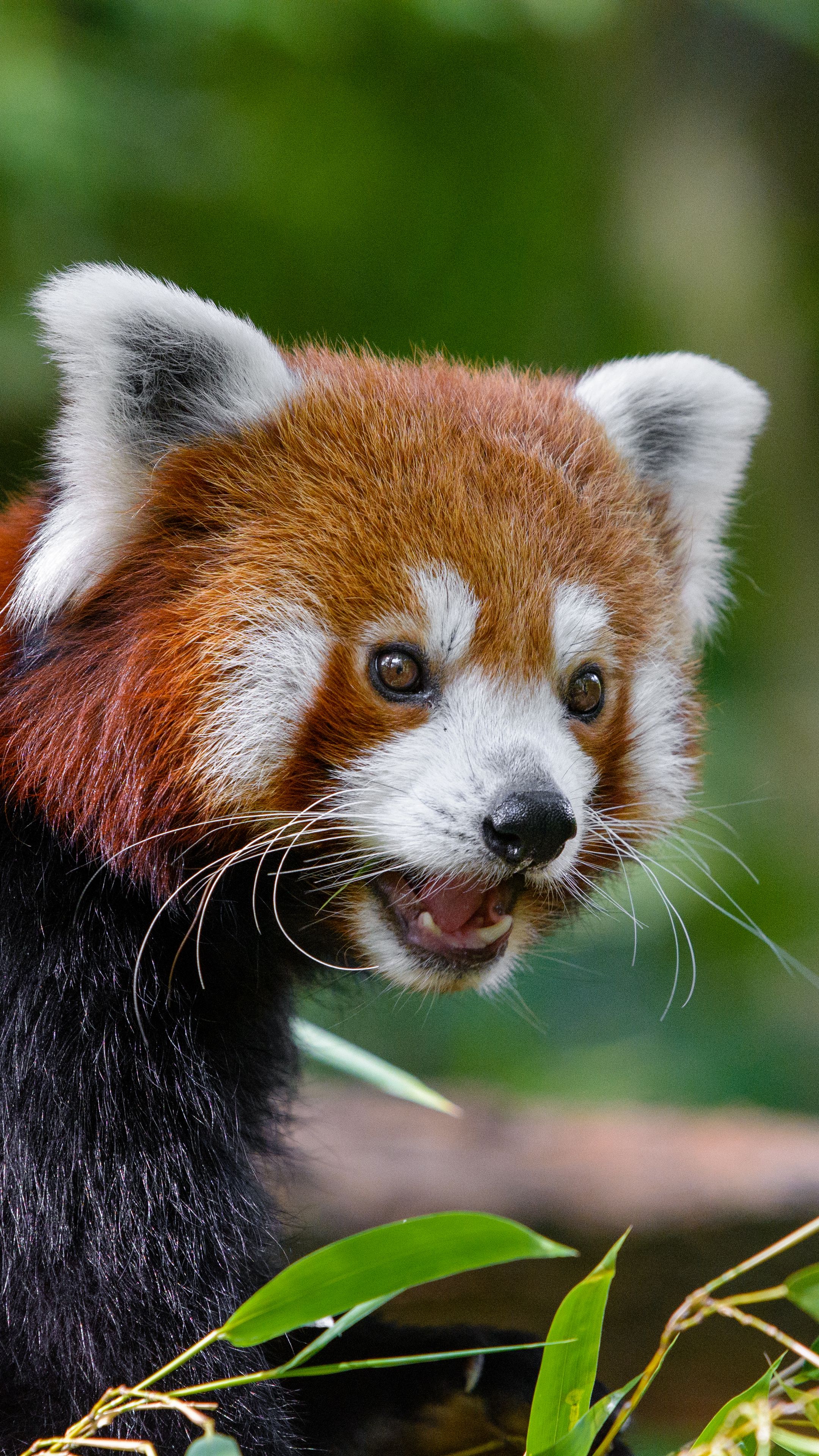 2160x3840  Скачать 2160x3840 малая панда, огненная панда, красная панда, панда,  удивление обои, картинки samsung galaxy s4, s5, note, sony xperia z, z1,  z2, z3, htc one, lenovo vibe