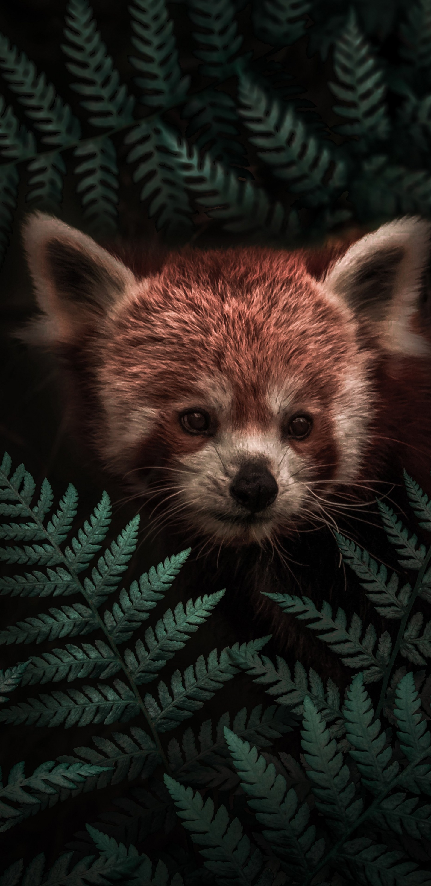 1440x2960  Обои Крадущаяся красная панда для Samsung Galaxy S8/S8+/S9/S9+/Note 8/Note  9 QHD бесплатно, заставка 1440x2960 - скачать картинки и фото