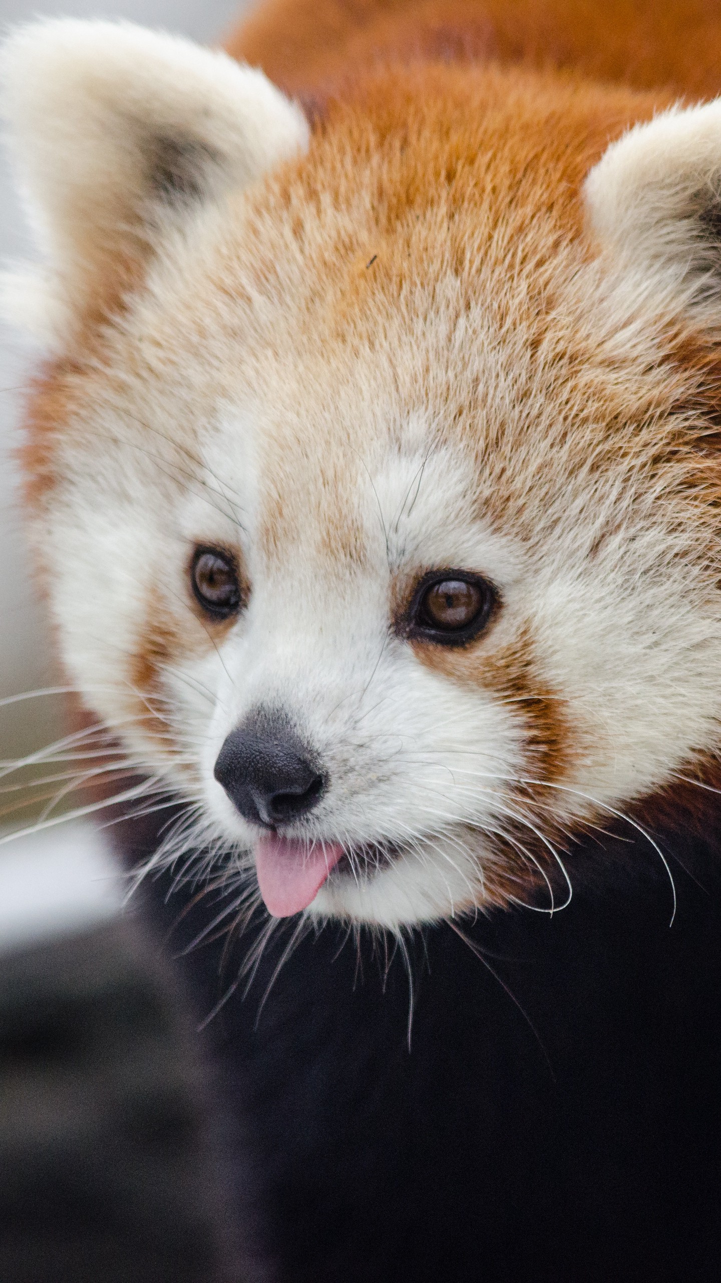 1440x2560  Обои на телефон огненная панда, малая панда, высунутый язык - скачать  бесплатно в высоком качестве из категории \"Животные\"