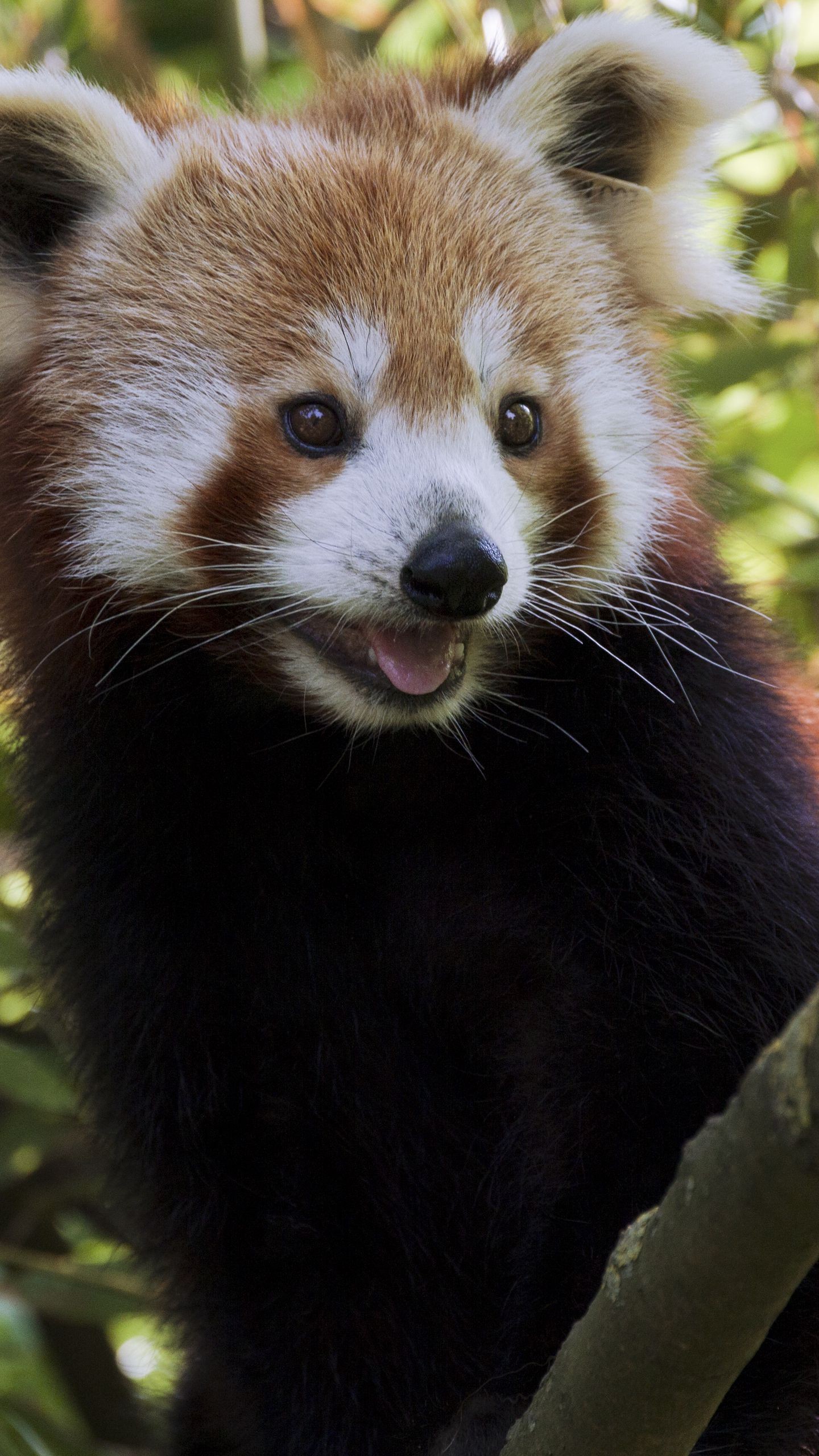 1440x2560  Обои на телефон малая панда, высунутый язык, животное, ветки, взгляд -  скачать бесплатно в высоком качестве из категории \"Животные\"