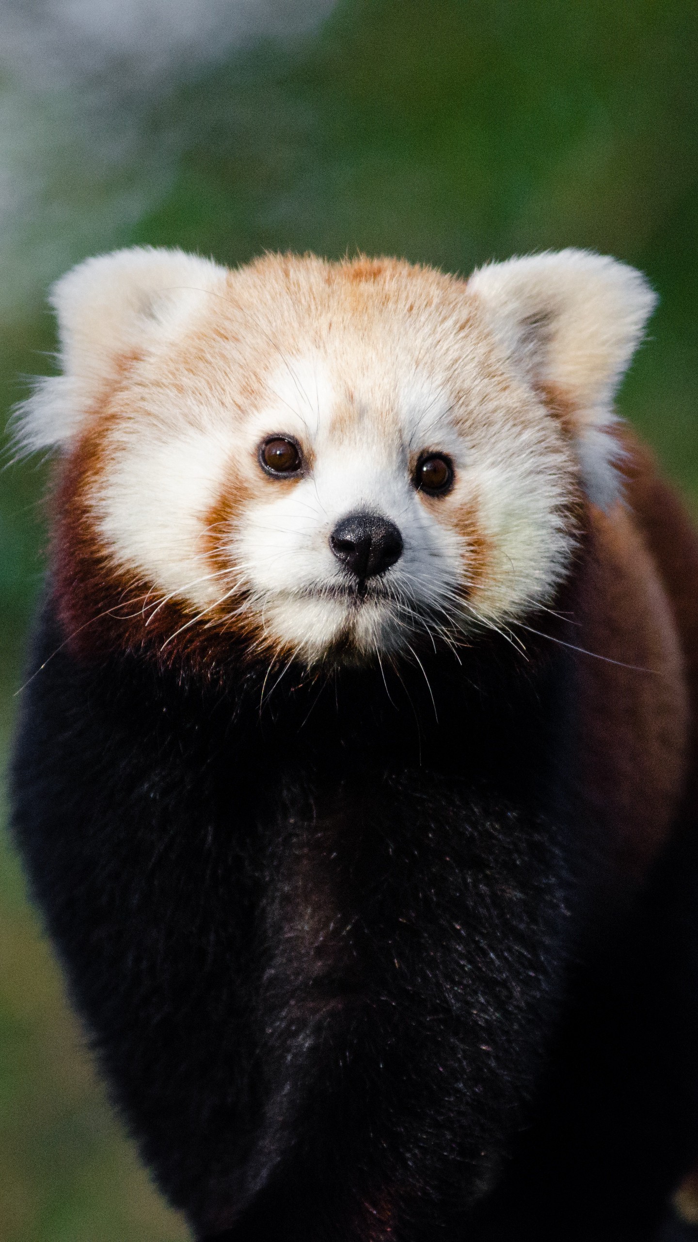 1440x2560  Обои на телефон малая панда, красная панда, огненная кошка - скачать  бесплатно в высоком качестве из категории \"Животные\"