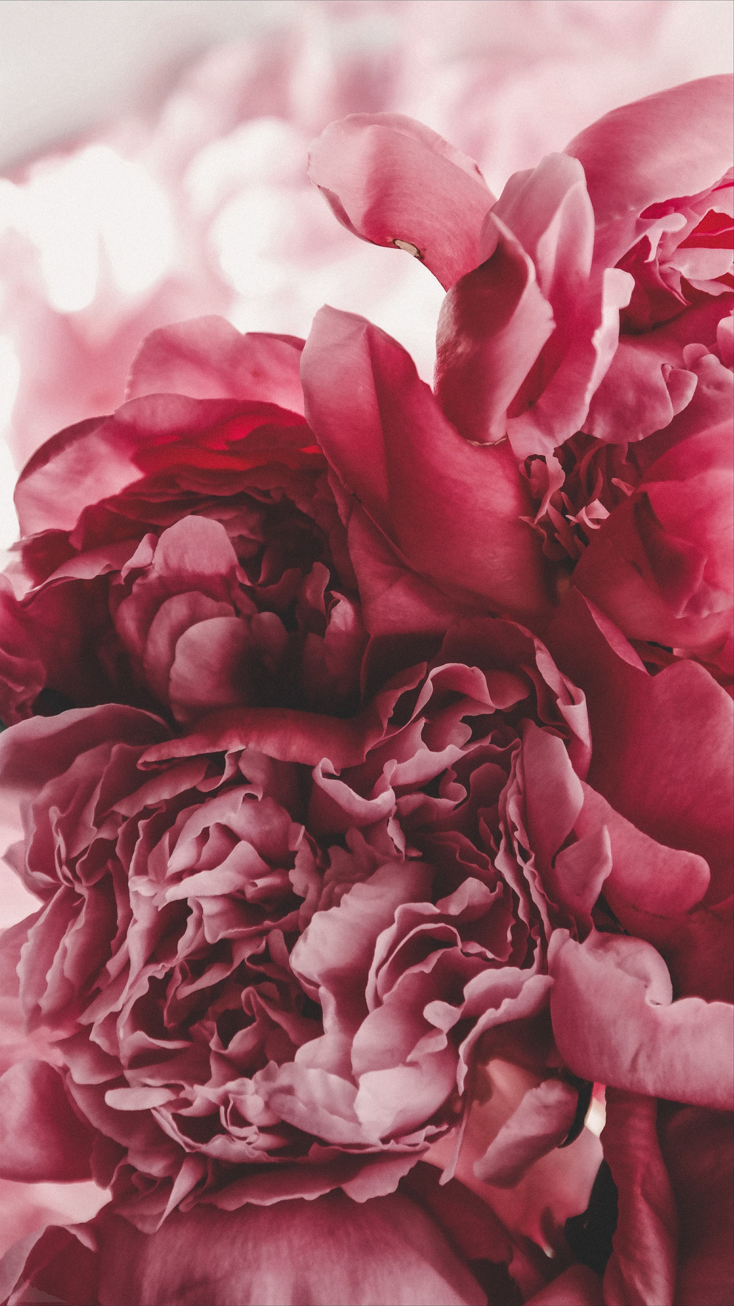 2531x4500  обои | цветы | пионы | wallpaper | flowers | peonies | Blumen hintergrund  iphone, Blumen hintergrund, Hintergrundbilder blumen